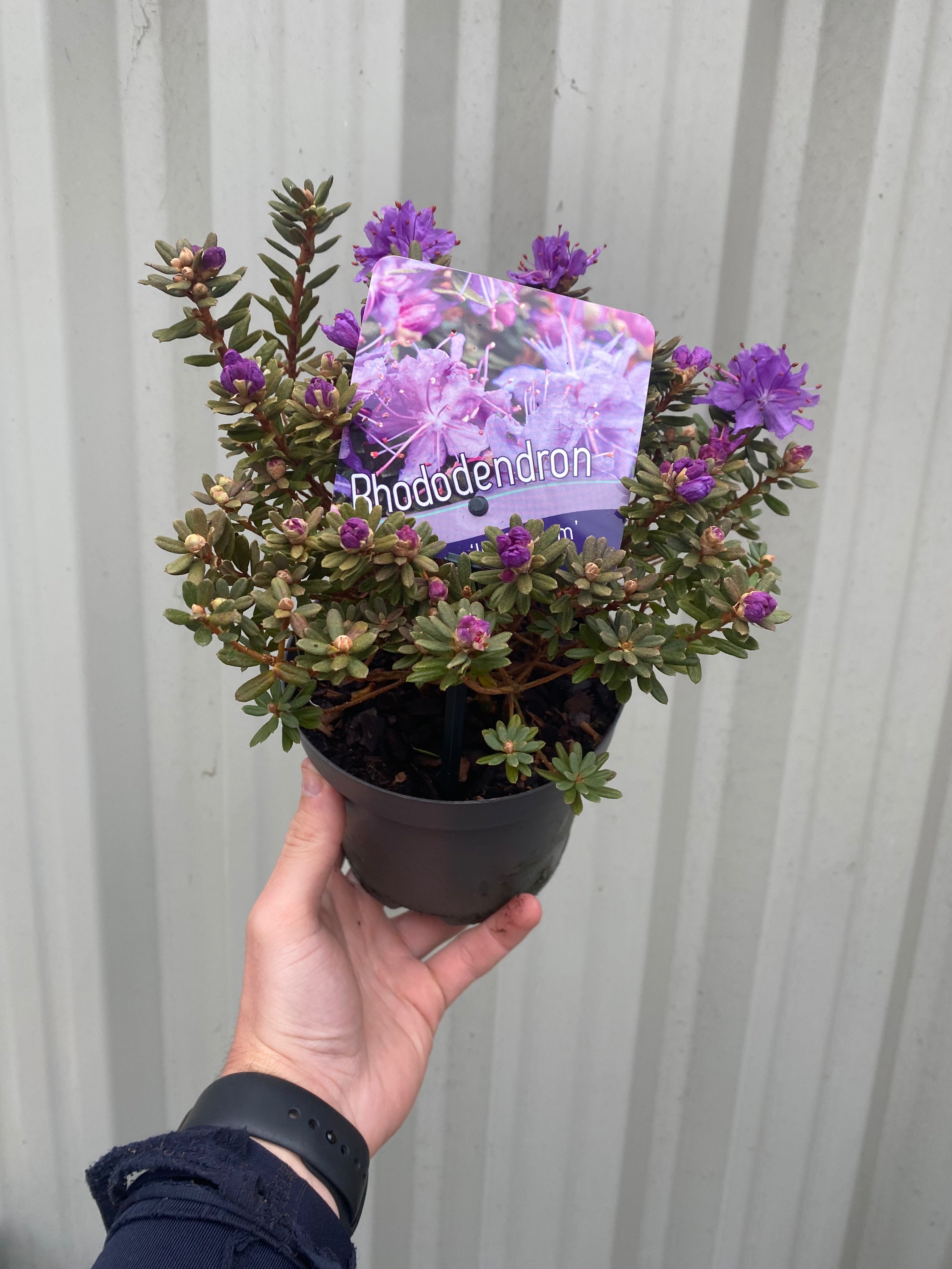 Dwarf Rhododendron 'Impeditum' 1L
