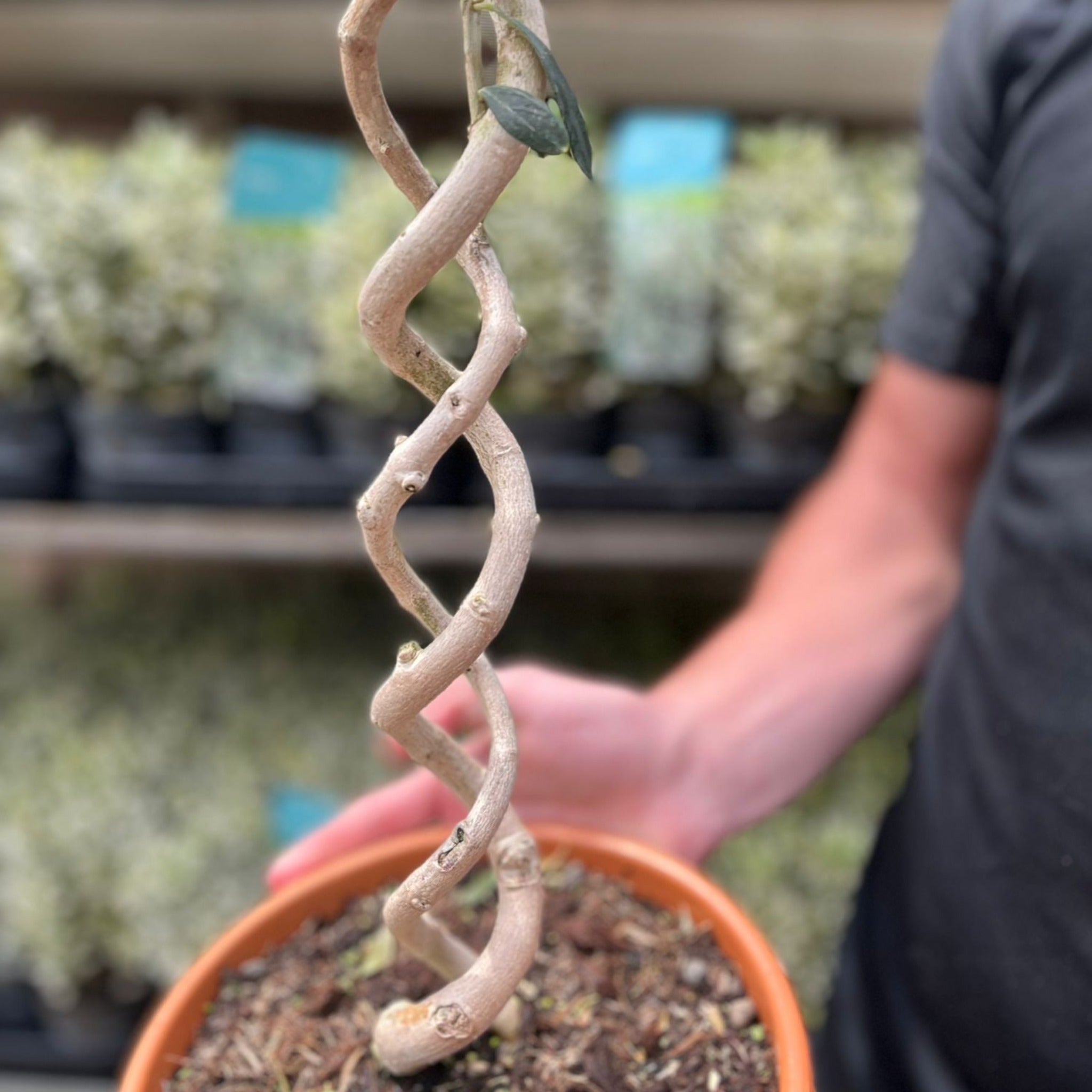 Double Spiral Stem Olive Tree | Hardy Evergreen Potted Tree | 70-80cm