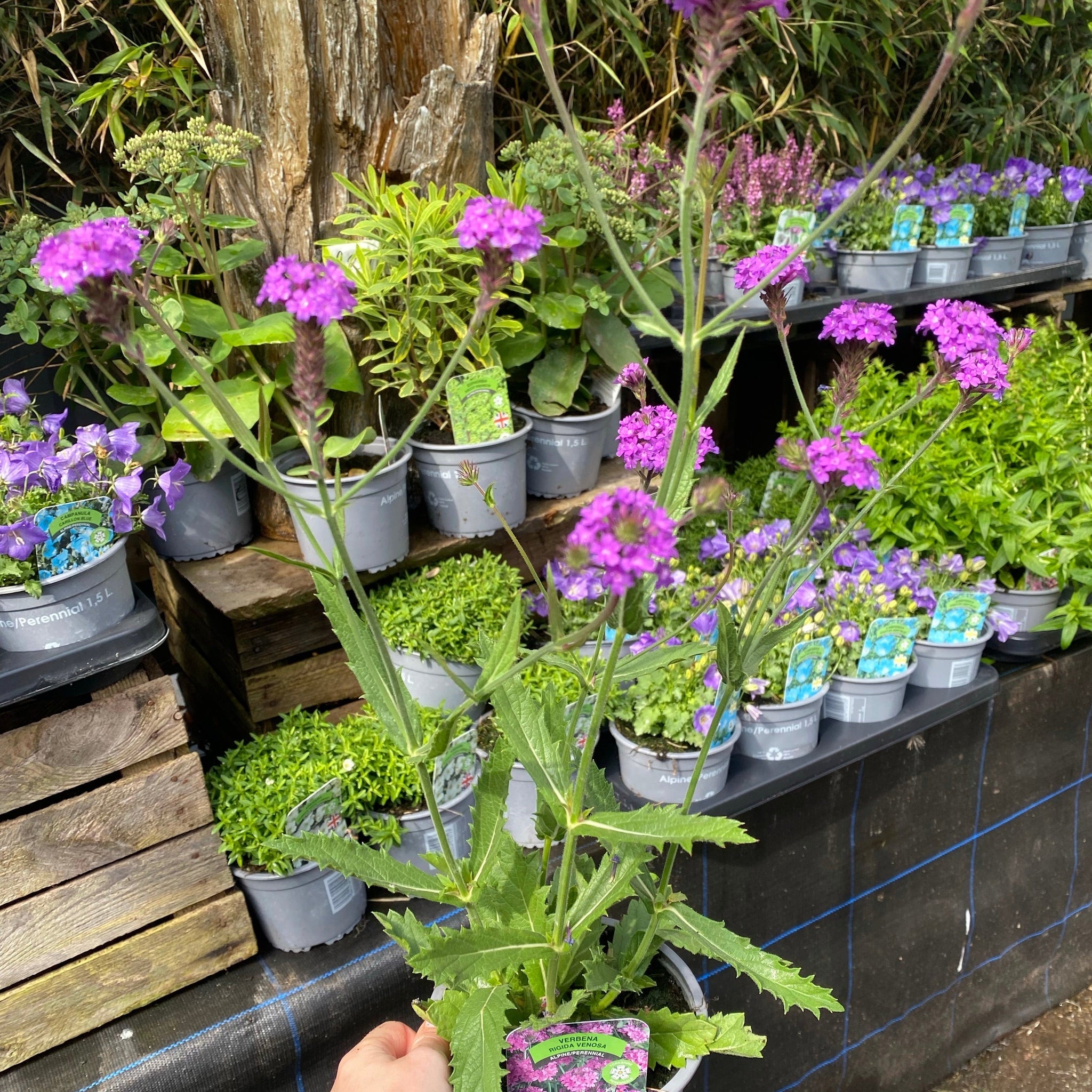 Verbena rigida 'Dazzling Night' 9cm/1.5L