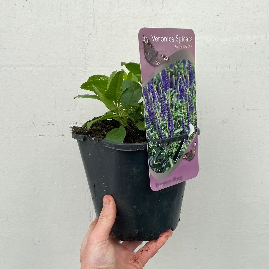 Veronica 'Anniversary Blue’ 9cm/2L