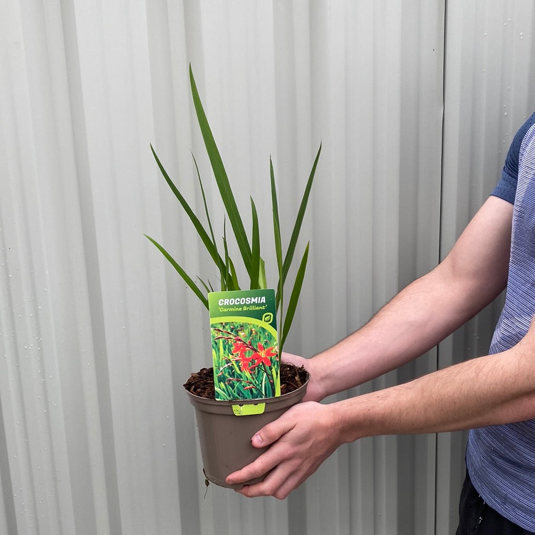 Crocosmia 'Carmine Brilliant' 9cm/2L