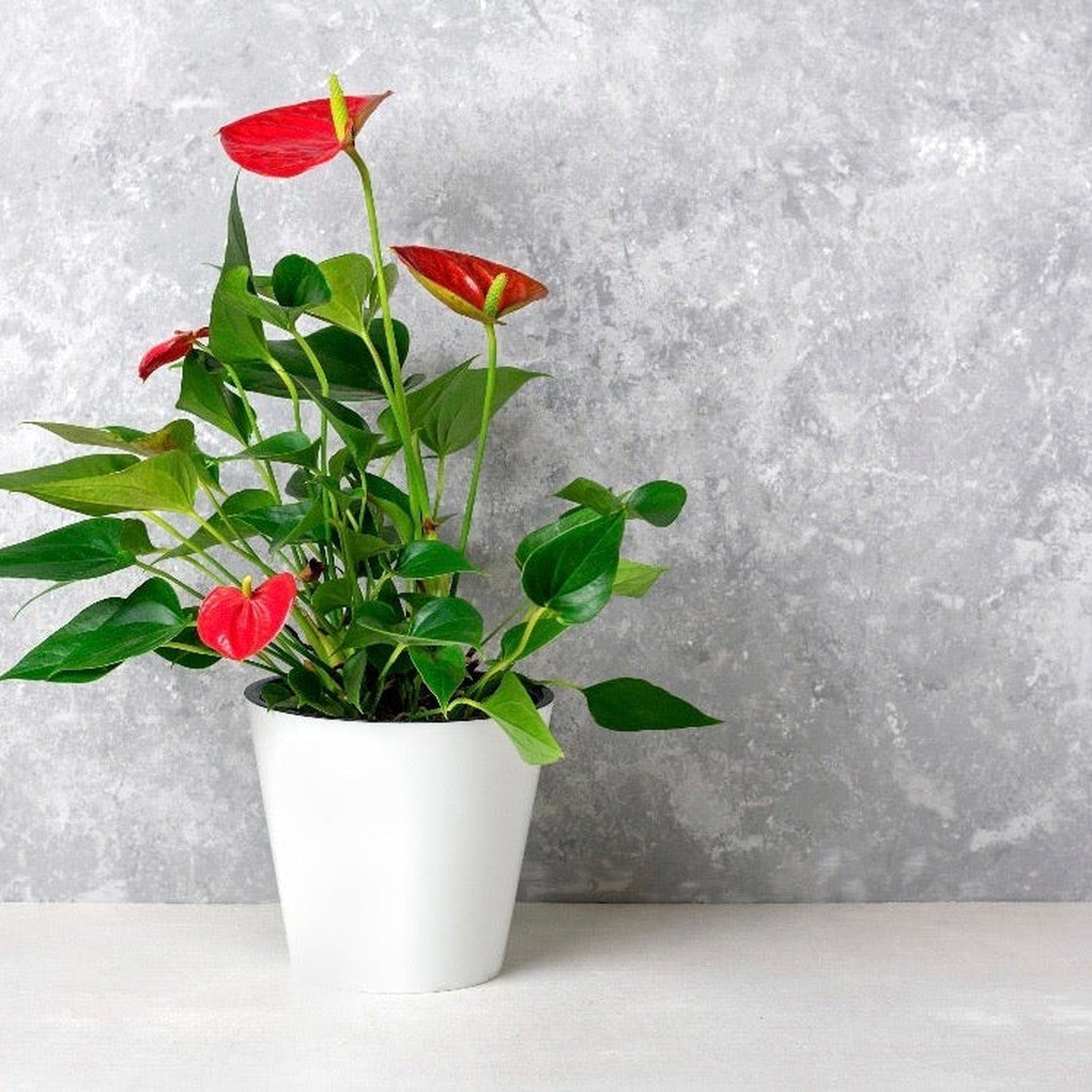 Anthurium - Red 40-50cm