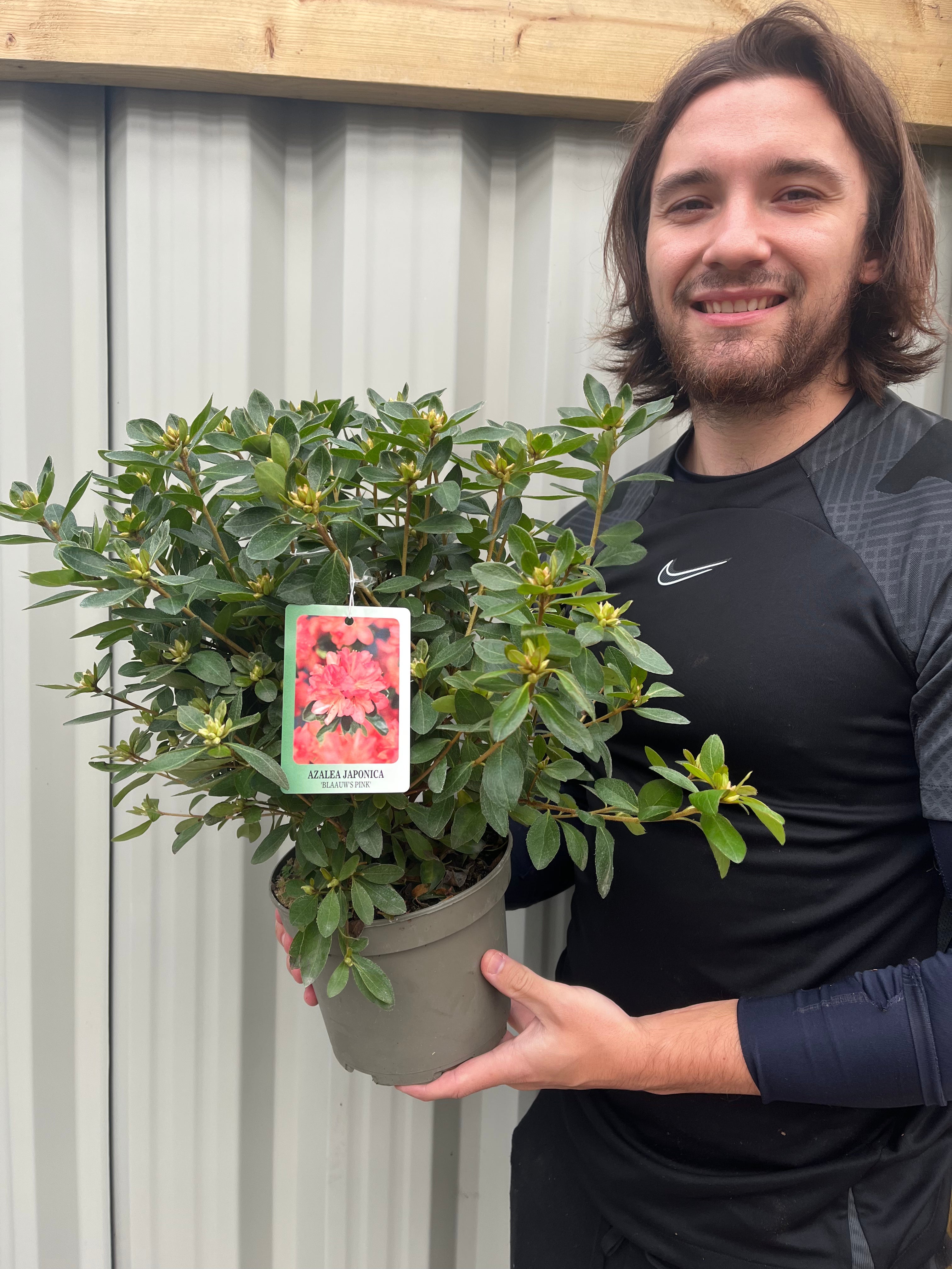 Azalea japonica 'Blaauw's Pink' 2L