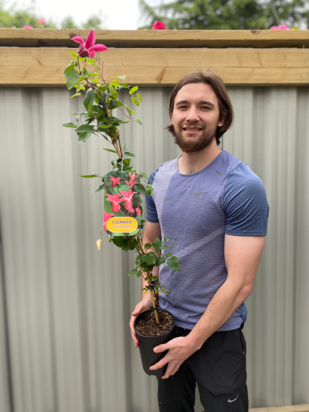 Clematis 'Princess Diana' 70cm