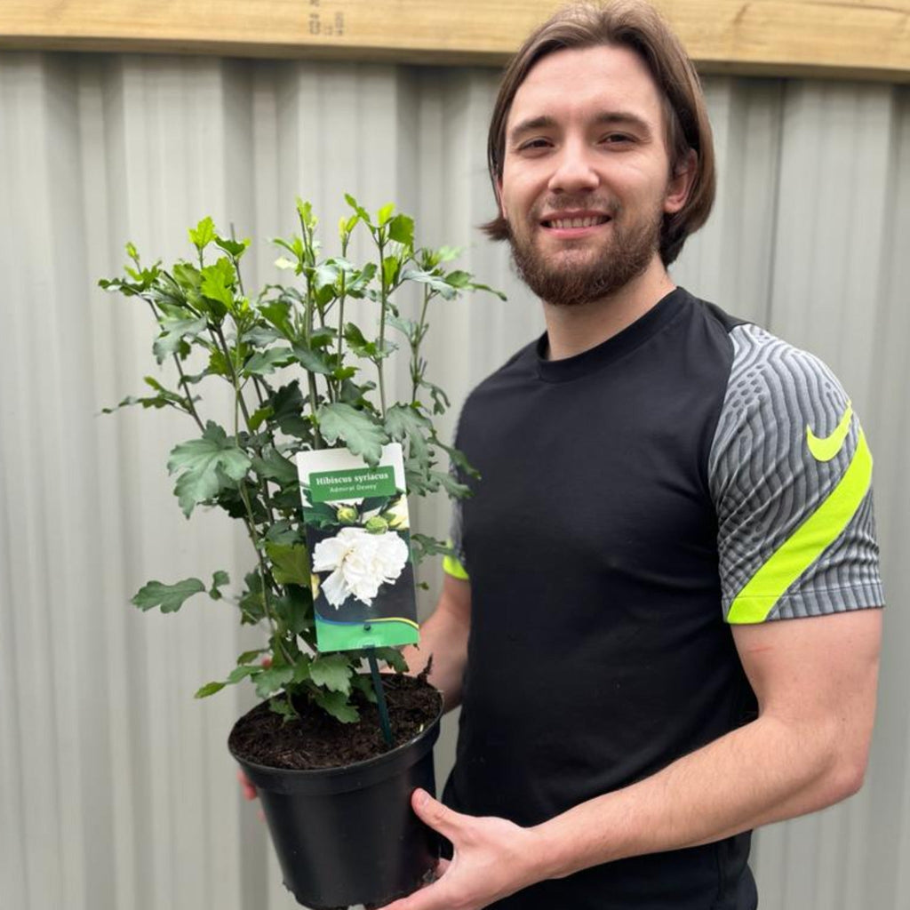 Hibiscus Syriacus 'Admiral Dewey' - White