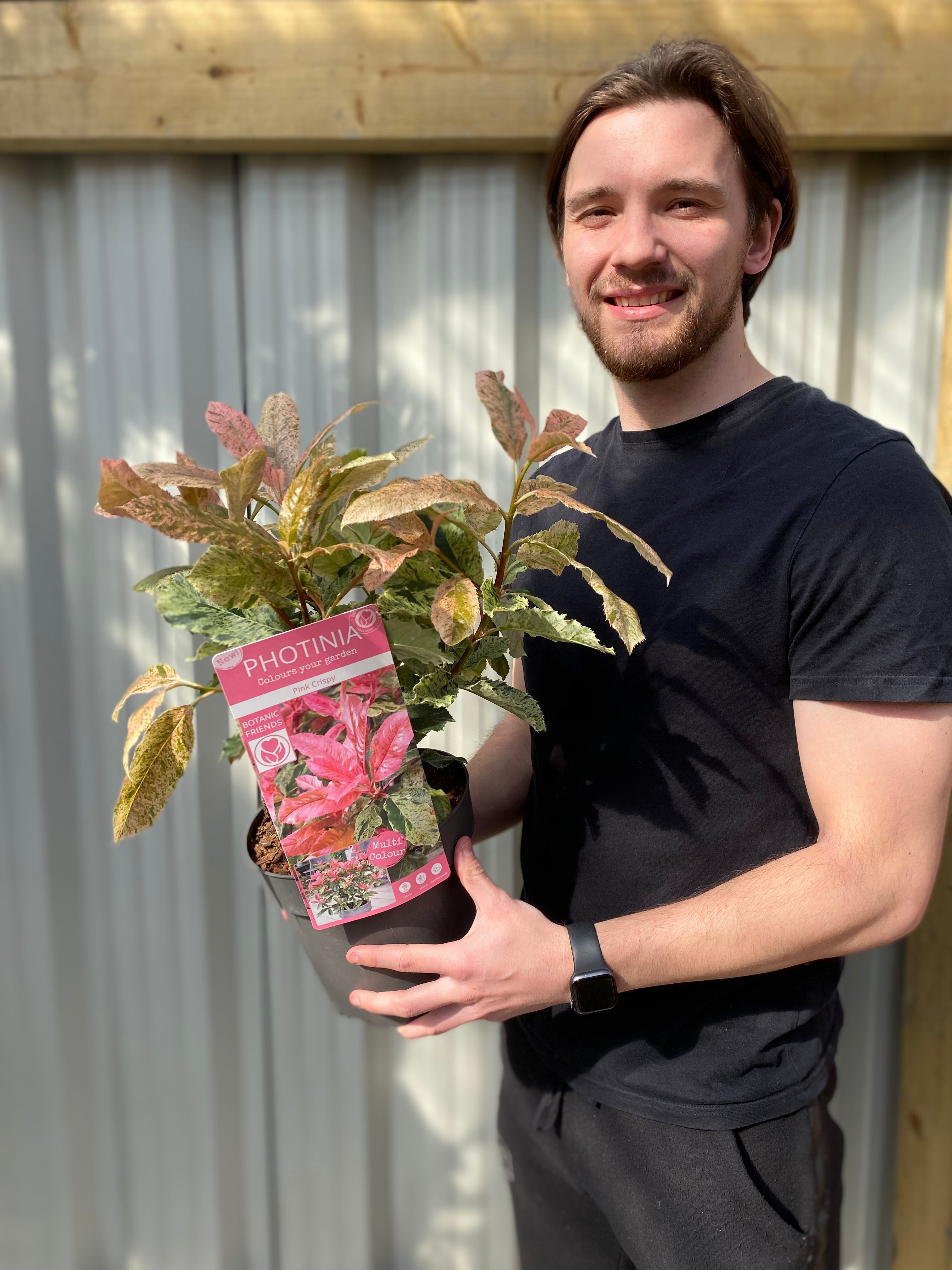 Photinia serratifolia 'Pink Crispy' 3L (Multibuy Offers Available)