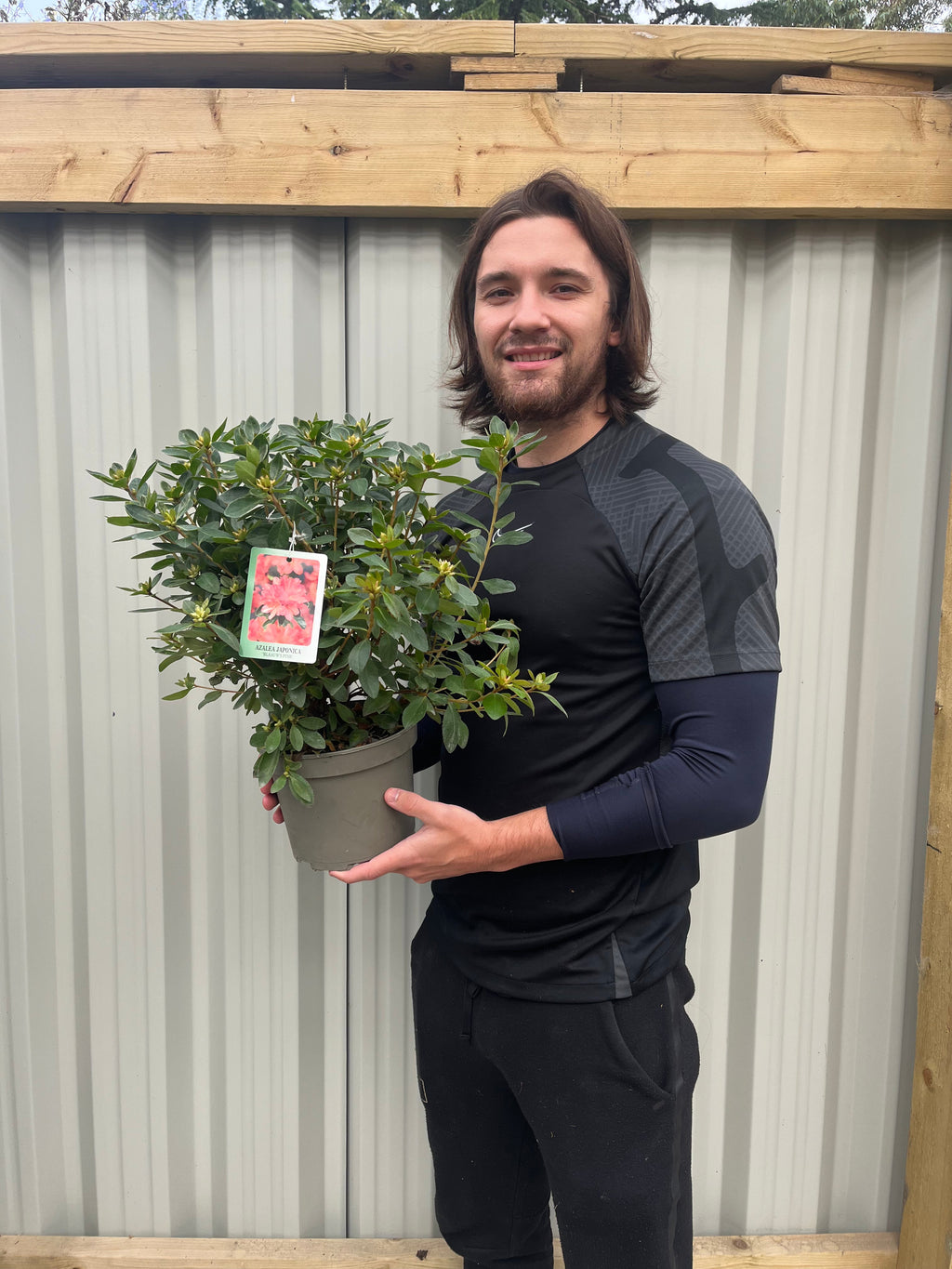 Azalea japonica 'Blaauw's Pink' 2L