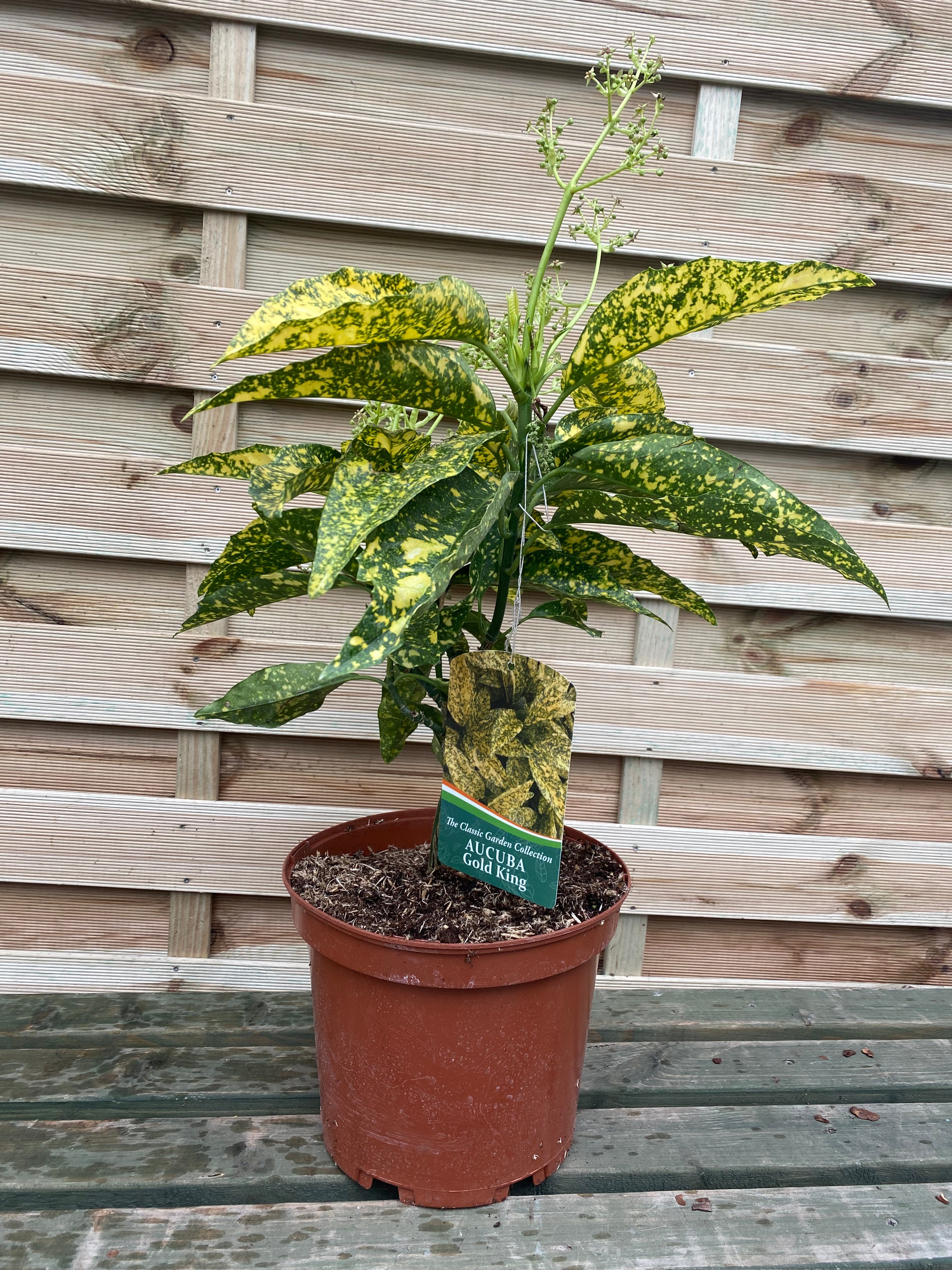 Aucuba japonica 'Gold King' (40-50cm) 3L (Multibuy Offers Available)
