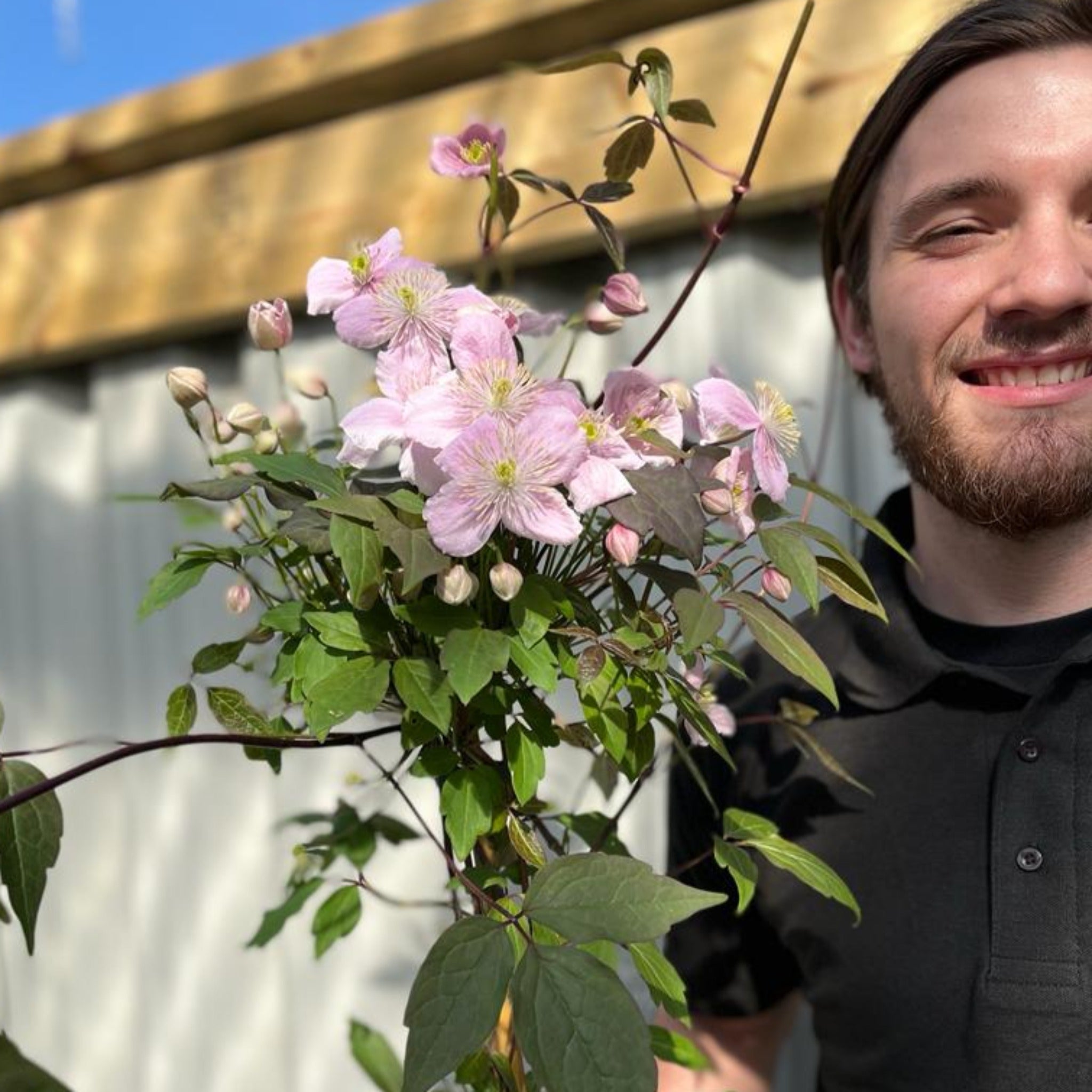 Clematis montana 'Mayleen' 1.7-1.8m