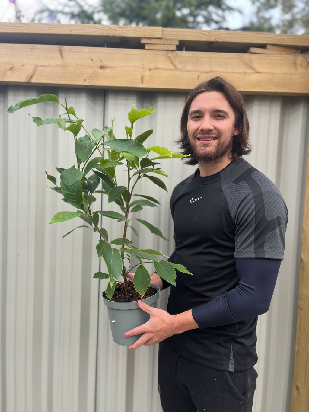 Magnolia liliflora 'Nigra' | Black Lily Magnolia | 3L