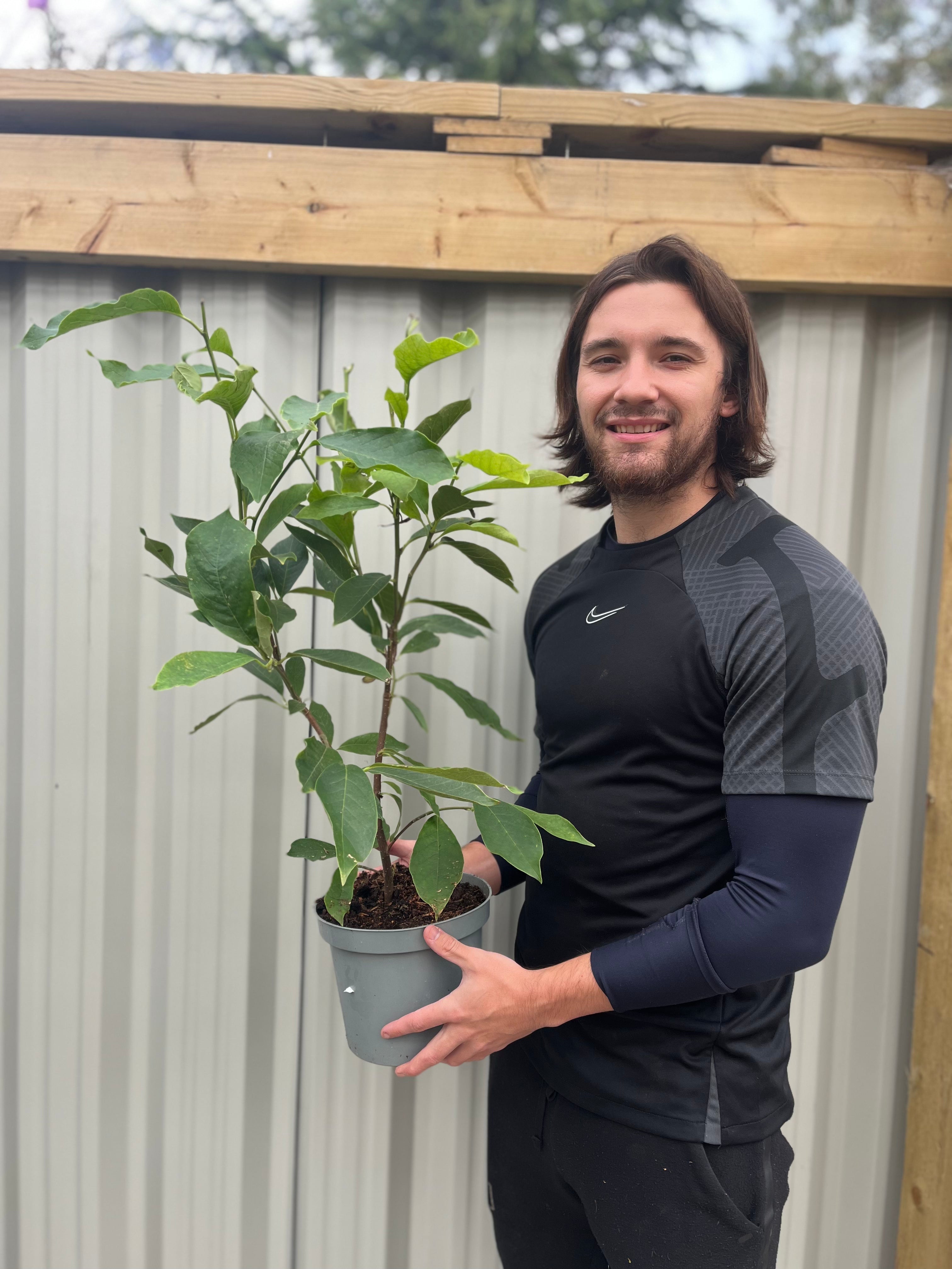 Magnolia liliflora 'Nigra' | Black Lily Magnolia | 3L