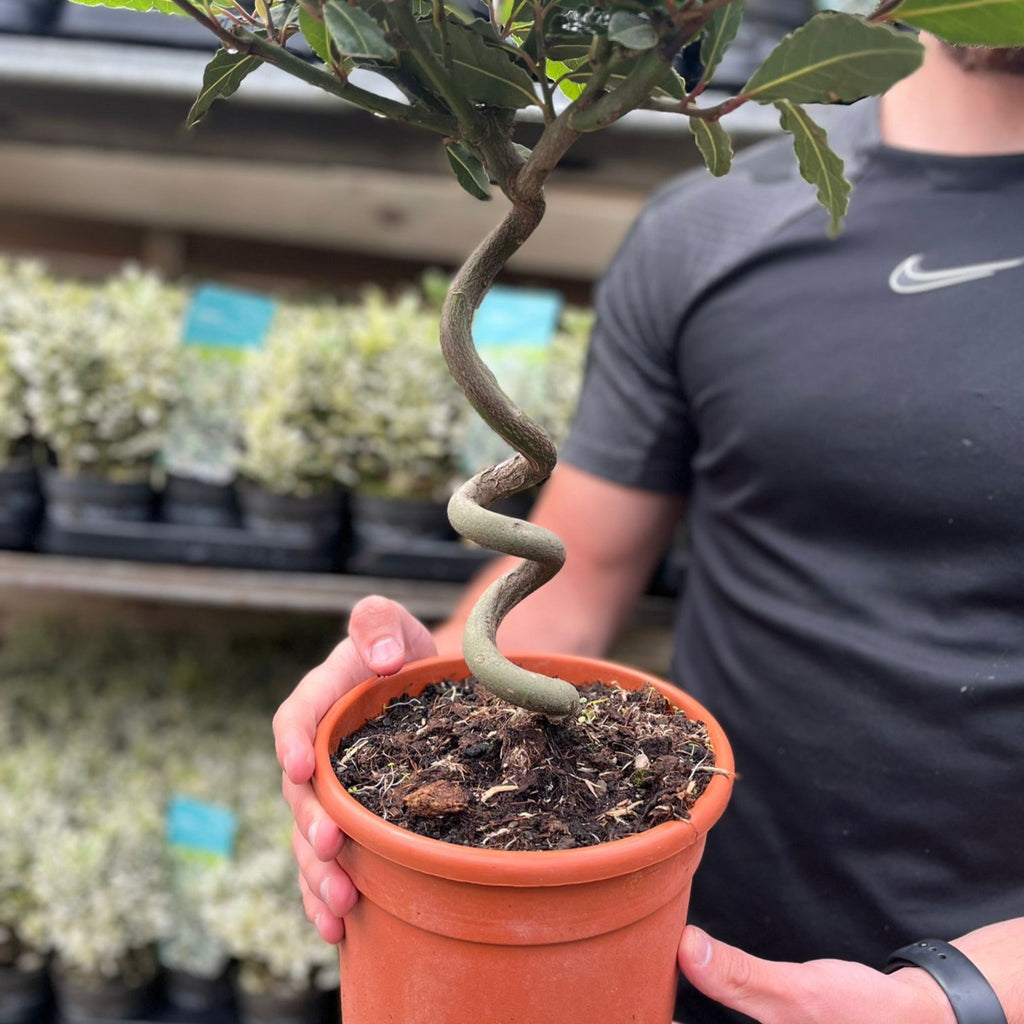 Corkscrew Twisted Stem Standard Bay Tree | Laurus nobilis | 50-60cm, 70-80cm (Multibuy Offers Available)