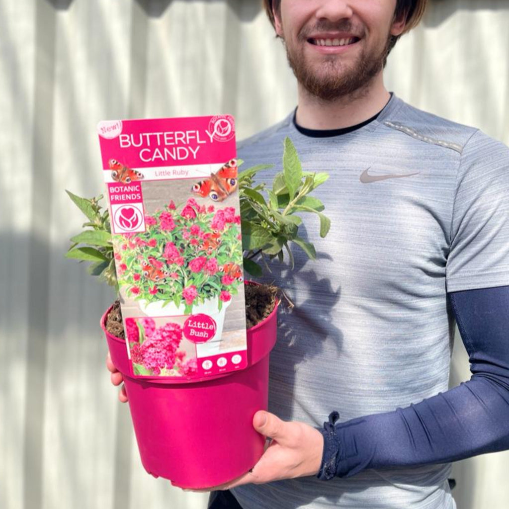 Buddleja Butterfly Candy 'Little Pink' 9cm/1L/2L/3L