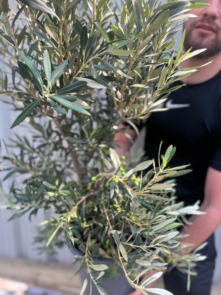 Olive Bush | Olea Europeana (3 Sizes Available) 50-110cm