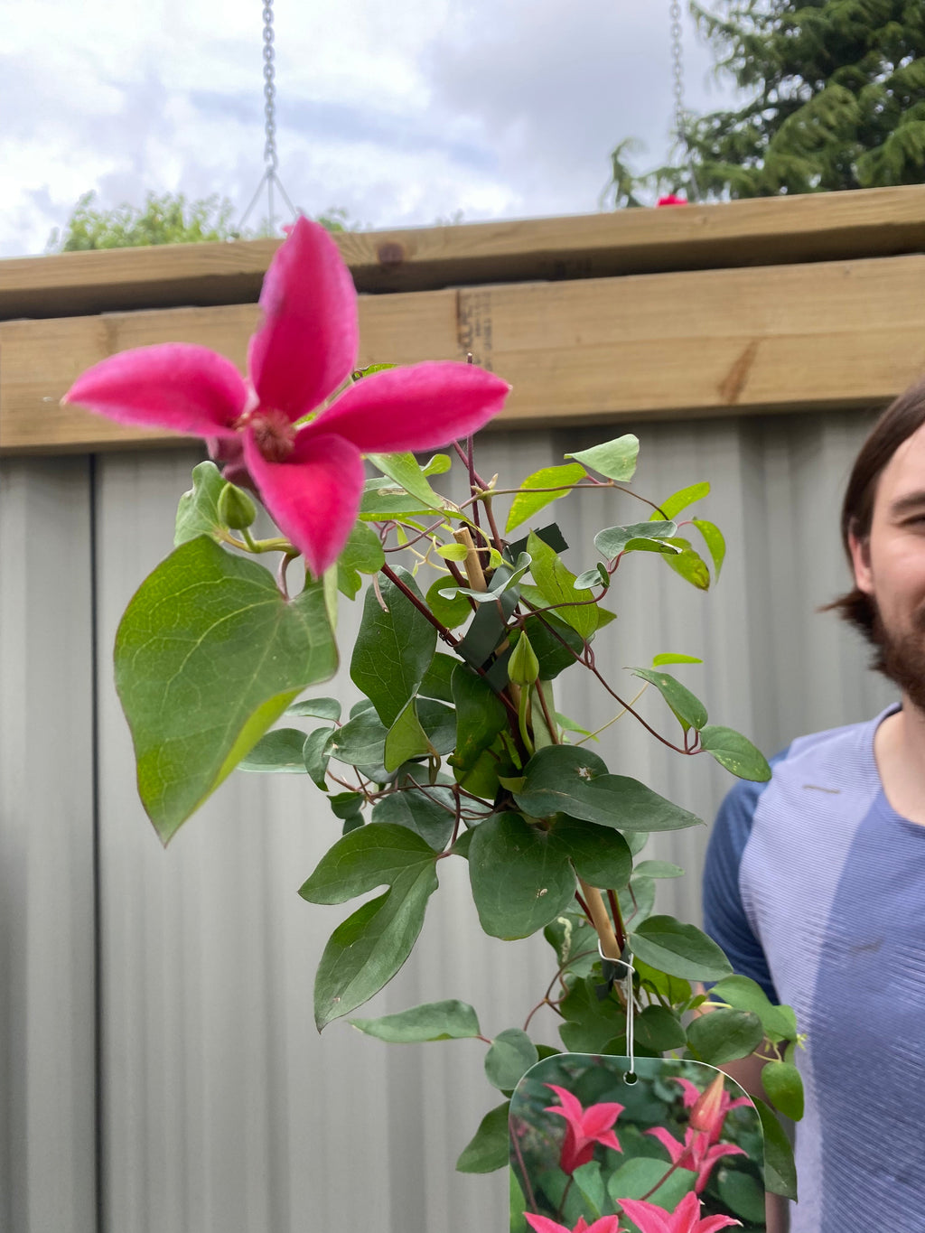 Clematis 'Princess Diana' 70cm