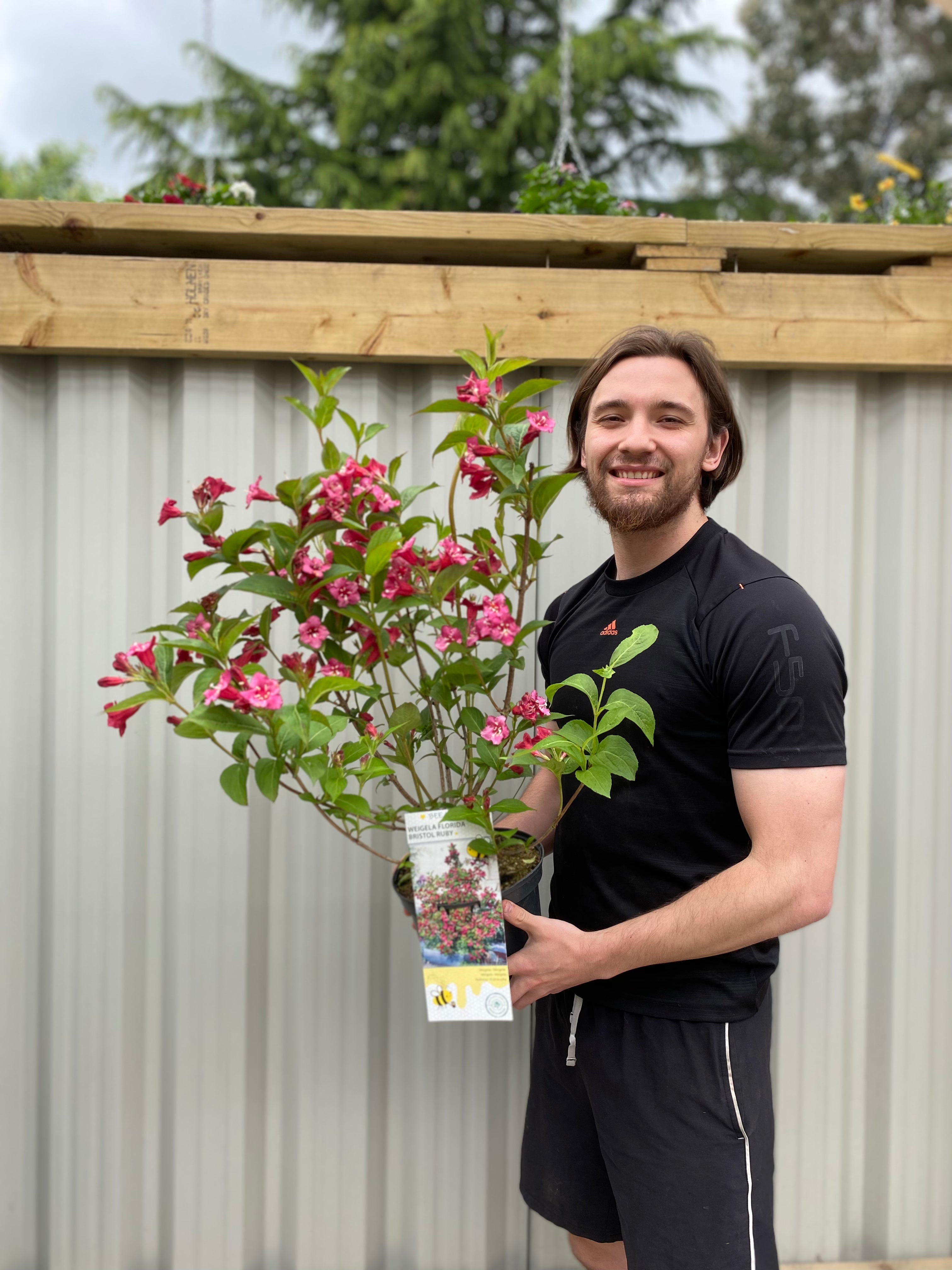 Weigela Florida - Bristol Ruby 3L