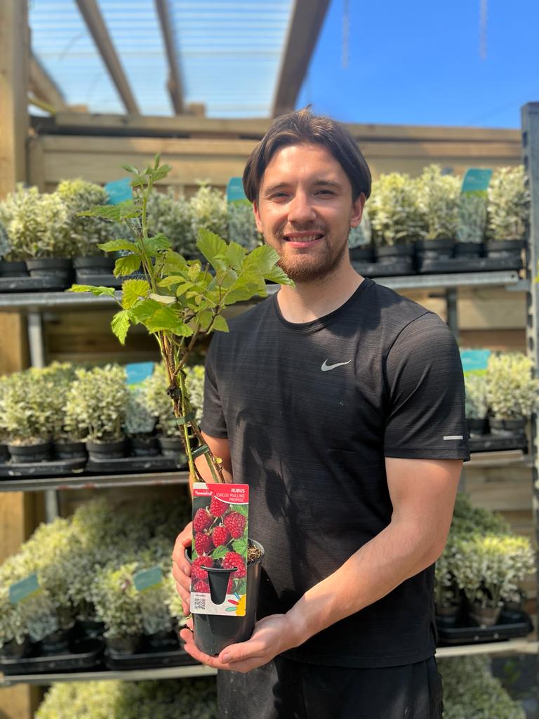 Raspberry 'Malling Promise' 1L