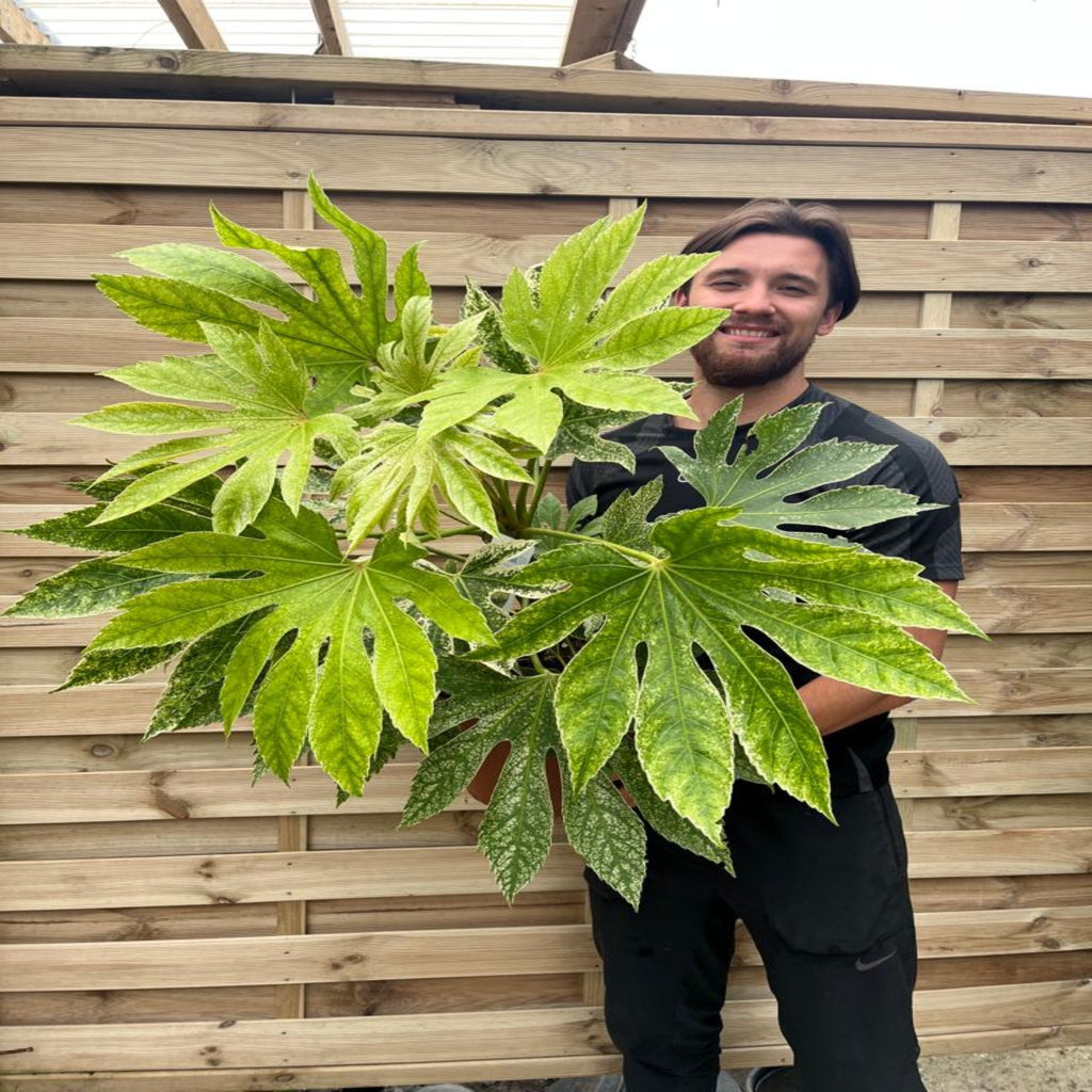 Fatsia japonica 'Spider's Web' 9cm-7.5L