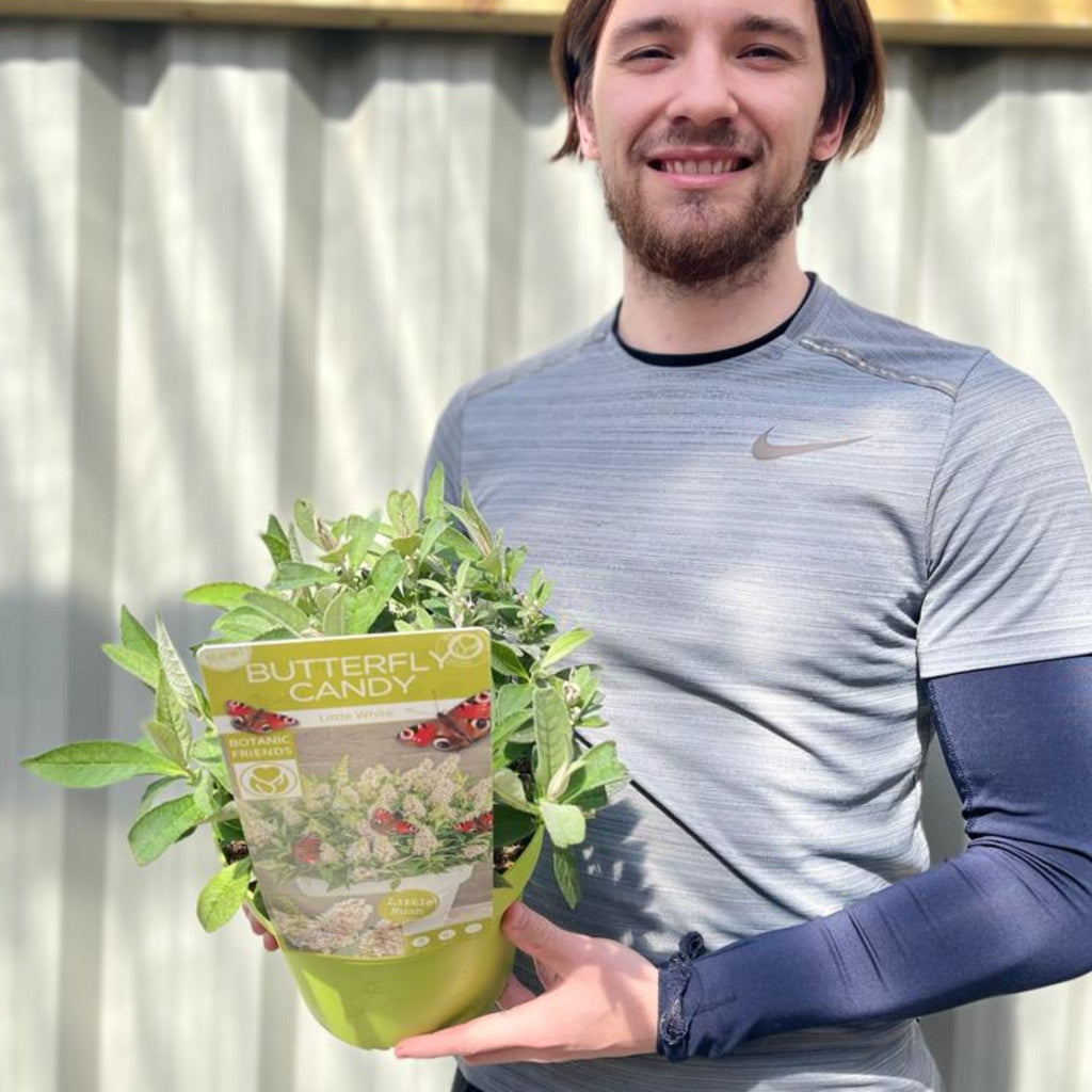 Buddleja Butterfly Candy 'Little White' 9cm/1L/3L