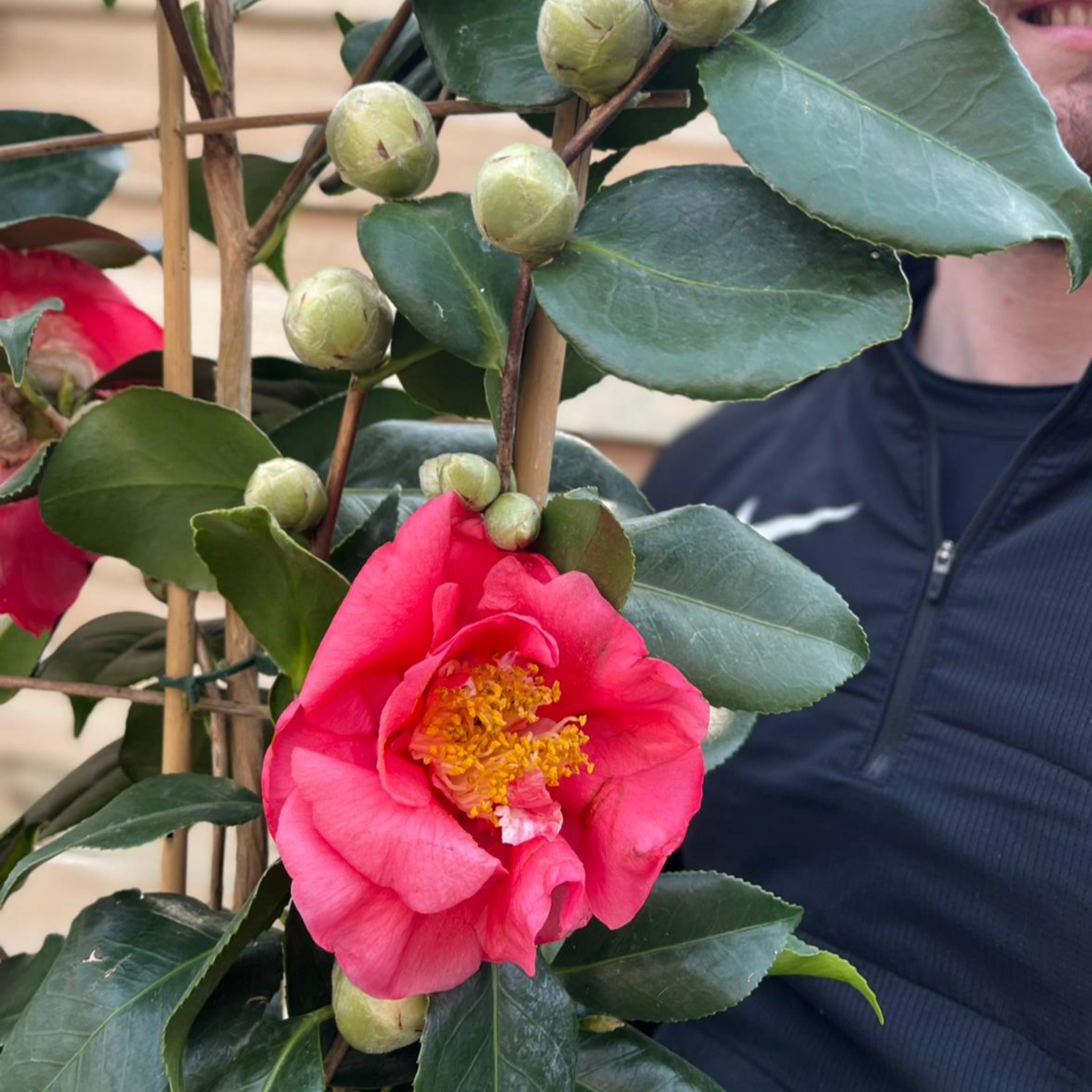 Camellia on frame 'Cereixa de tollo' 5L (100cm)