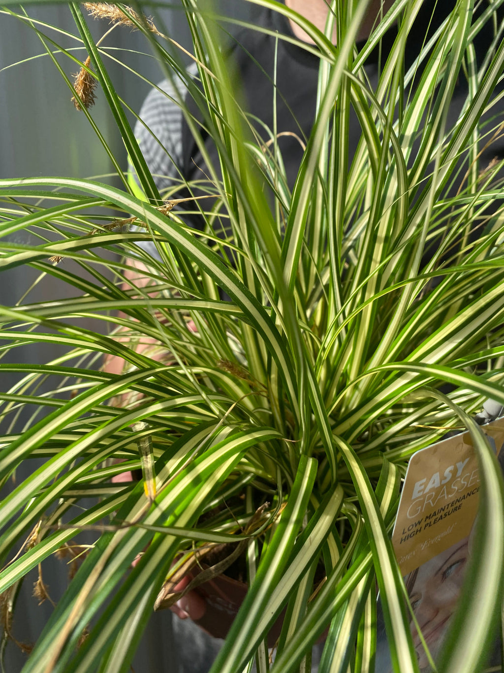 Carex Grass Oshimensis -  'Evergold' 2L