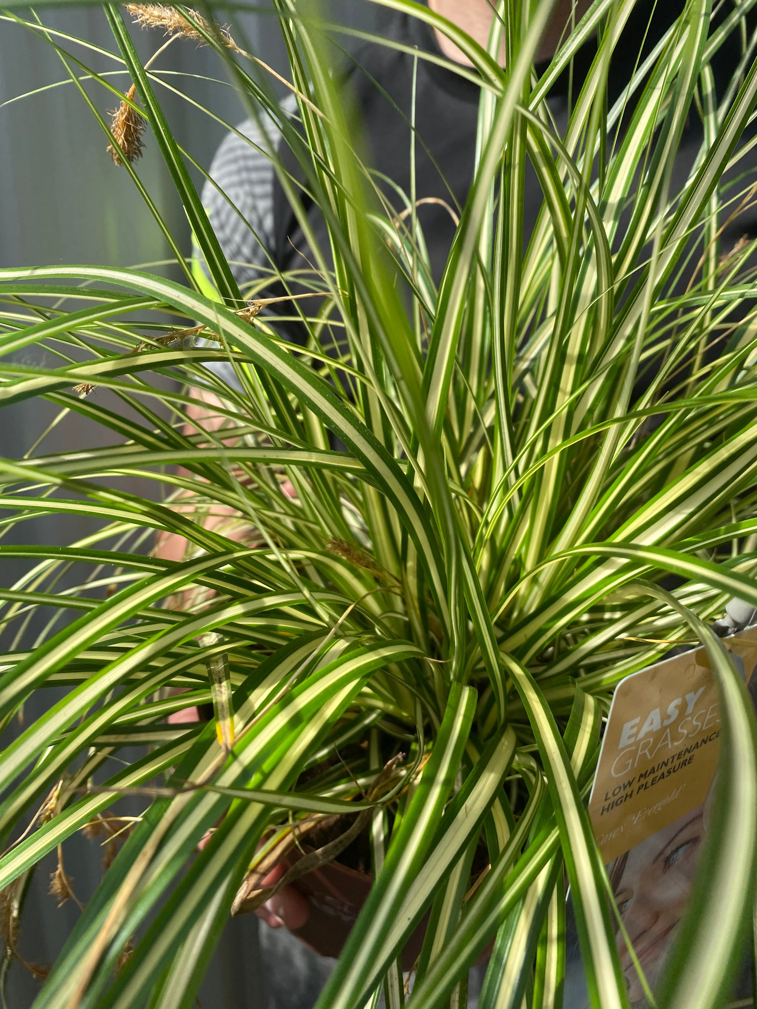 Carex Grass Oshimensis -  'Evergold' 2L