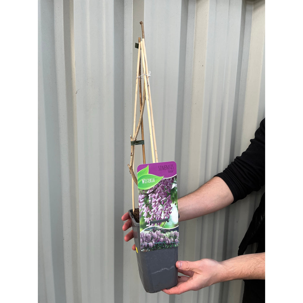 Wisteria floribunda 'Rosea' (Pink) 60cm