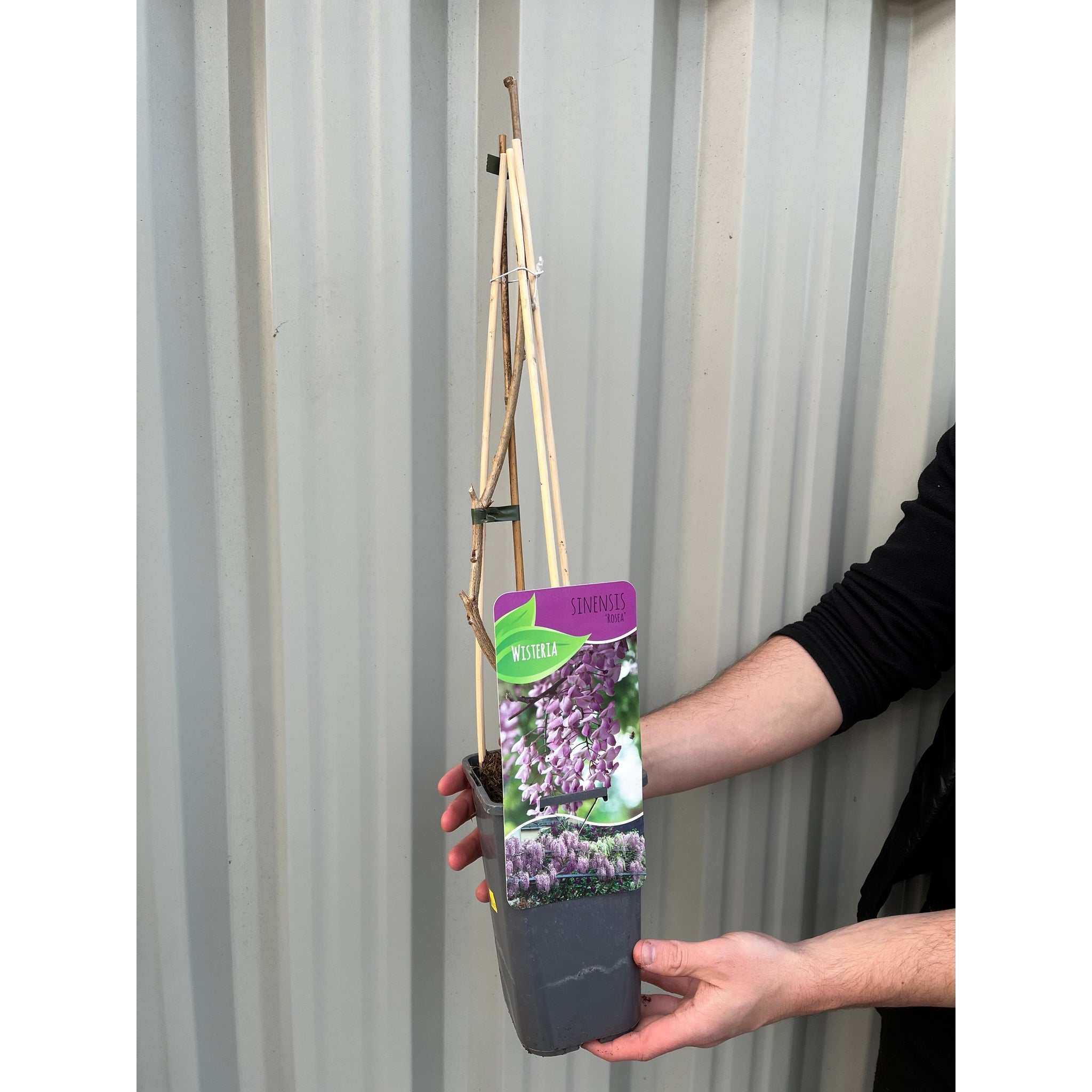 Wisteria floribunda 'Rosea' (Pink) 60cm