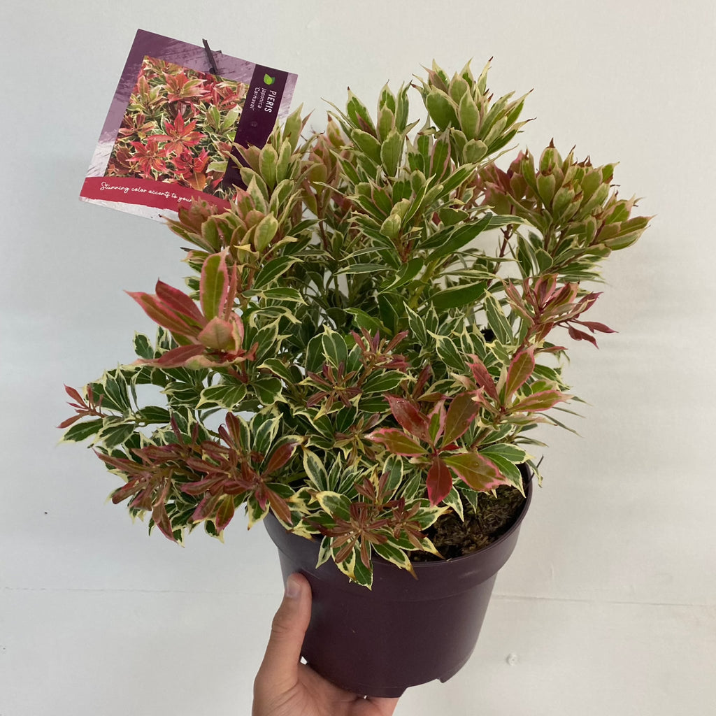 Pieris japonica Carnaval 1.5L