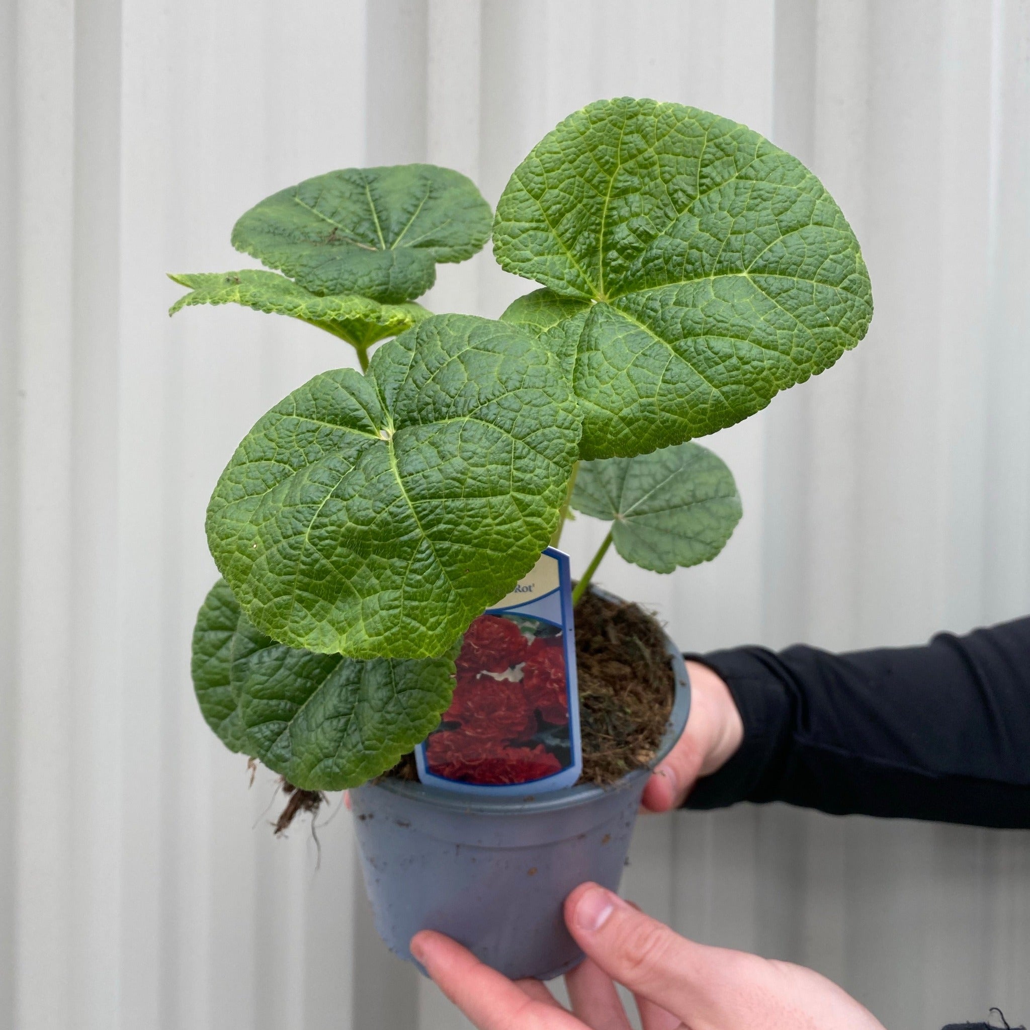 SPECIAL OFFER: Hollyhock (Alcea) - Mix of 5 Plants