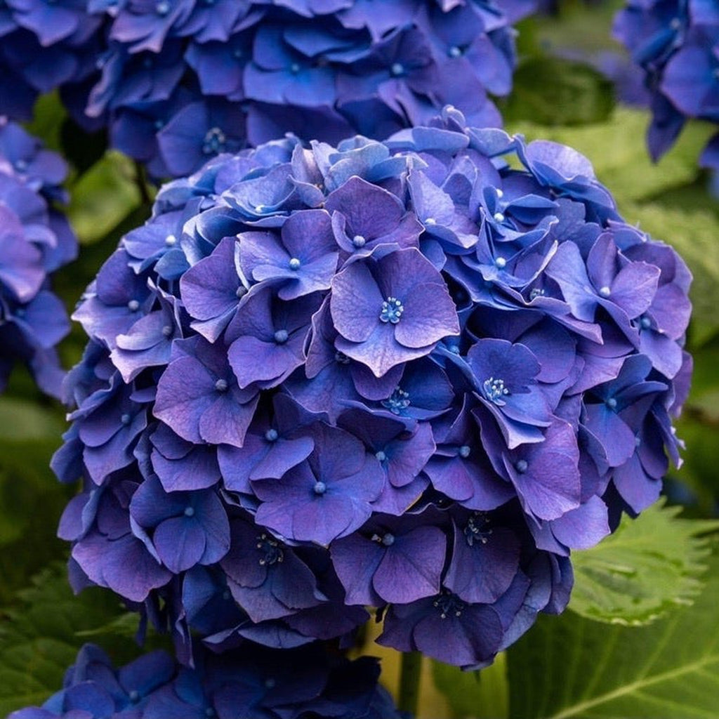 Hydrangea macrophylla 'Blue Ball' 9cm-5L