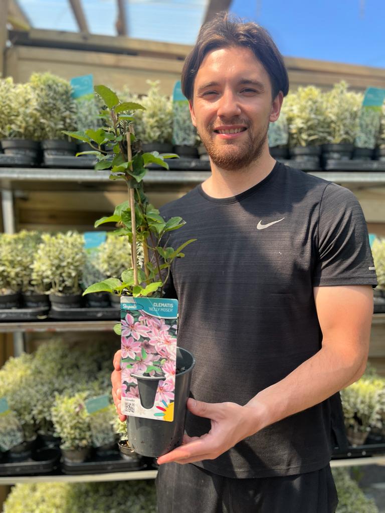 Clematis 'Nelly Moser' 60cm