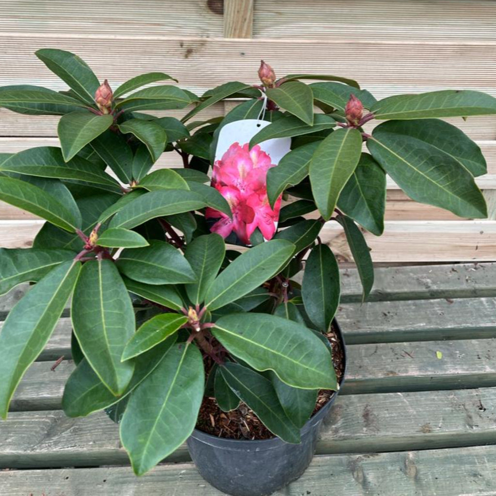 Rhododendron hybride 'Junifeuer' 5L