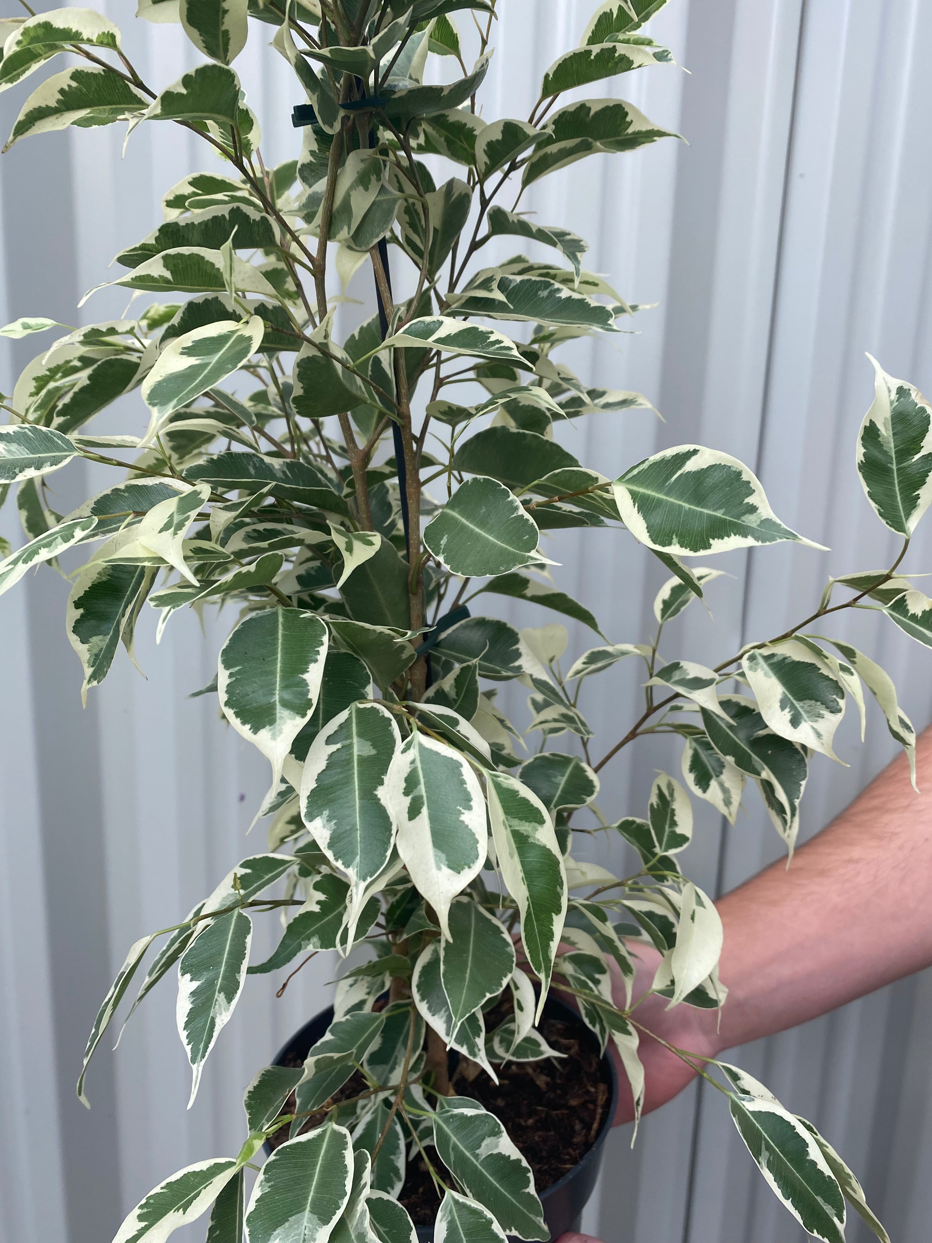 Ficus Benjamina variegated (Weeping Fig) 50-60cm