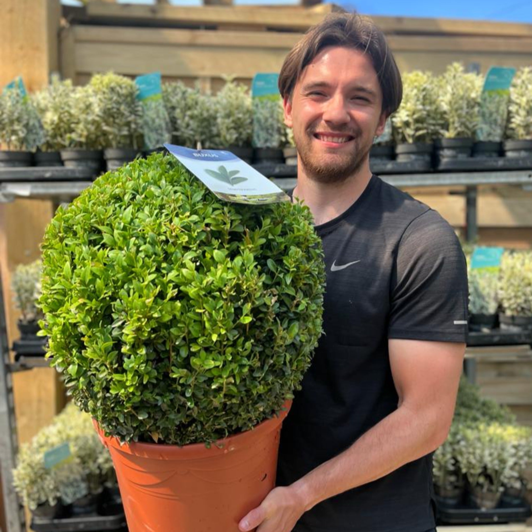 Buxus/Topiary Ball (Buxus sempervirens)