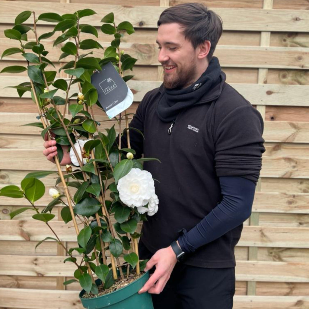 Camellia on frame 'Nuccio's Gem' 5L (100cm)