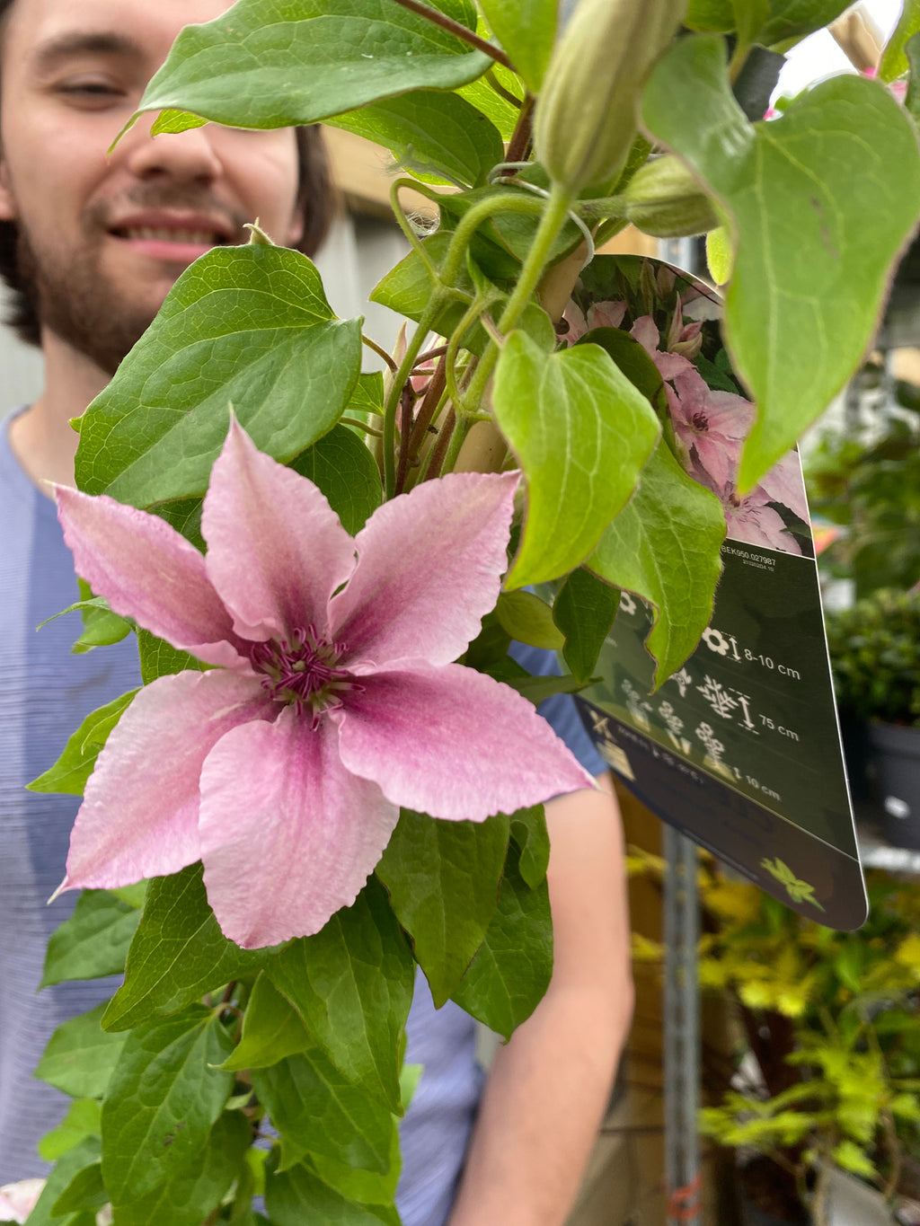 Clematis 'Pink Fantasy' 90-95cm