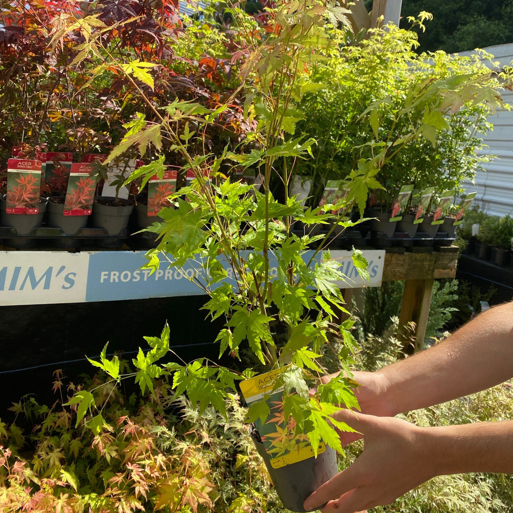 Acer palmatum 'Orange Dream' 10.5cm / 2L / 3L / 10L