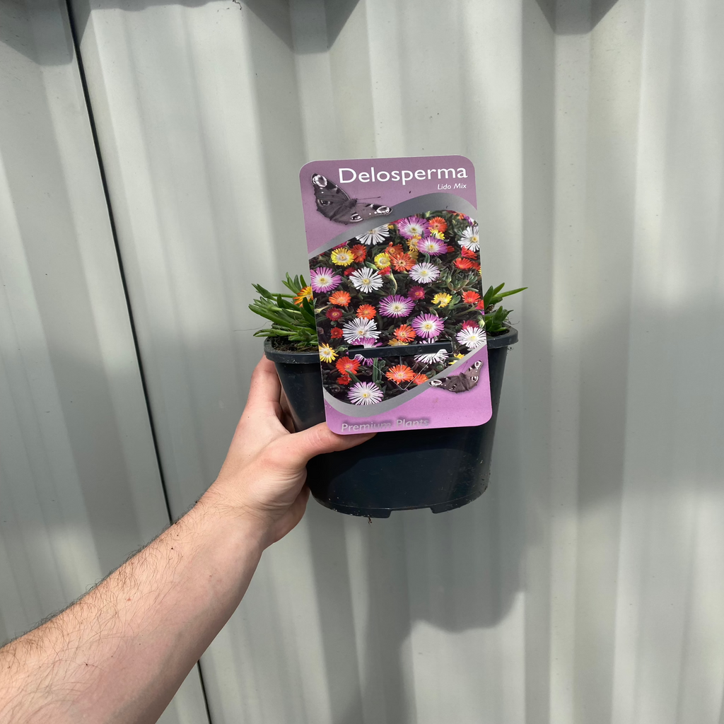 Delosperma 'Lido Mix' (Cooper's Ice Plant) 2L