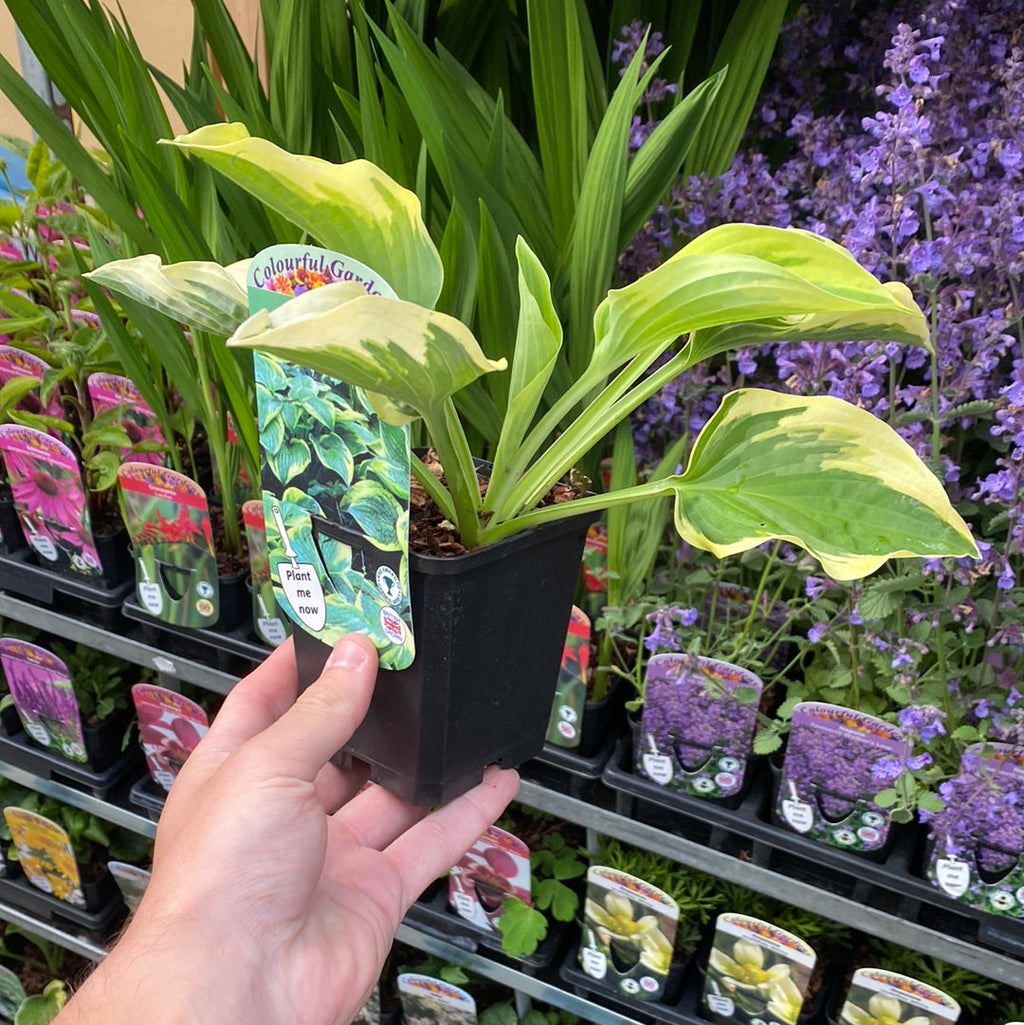 Hosta 'Wide Brim' 9cm/2L
