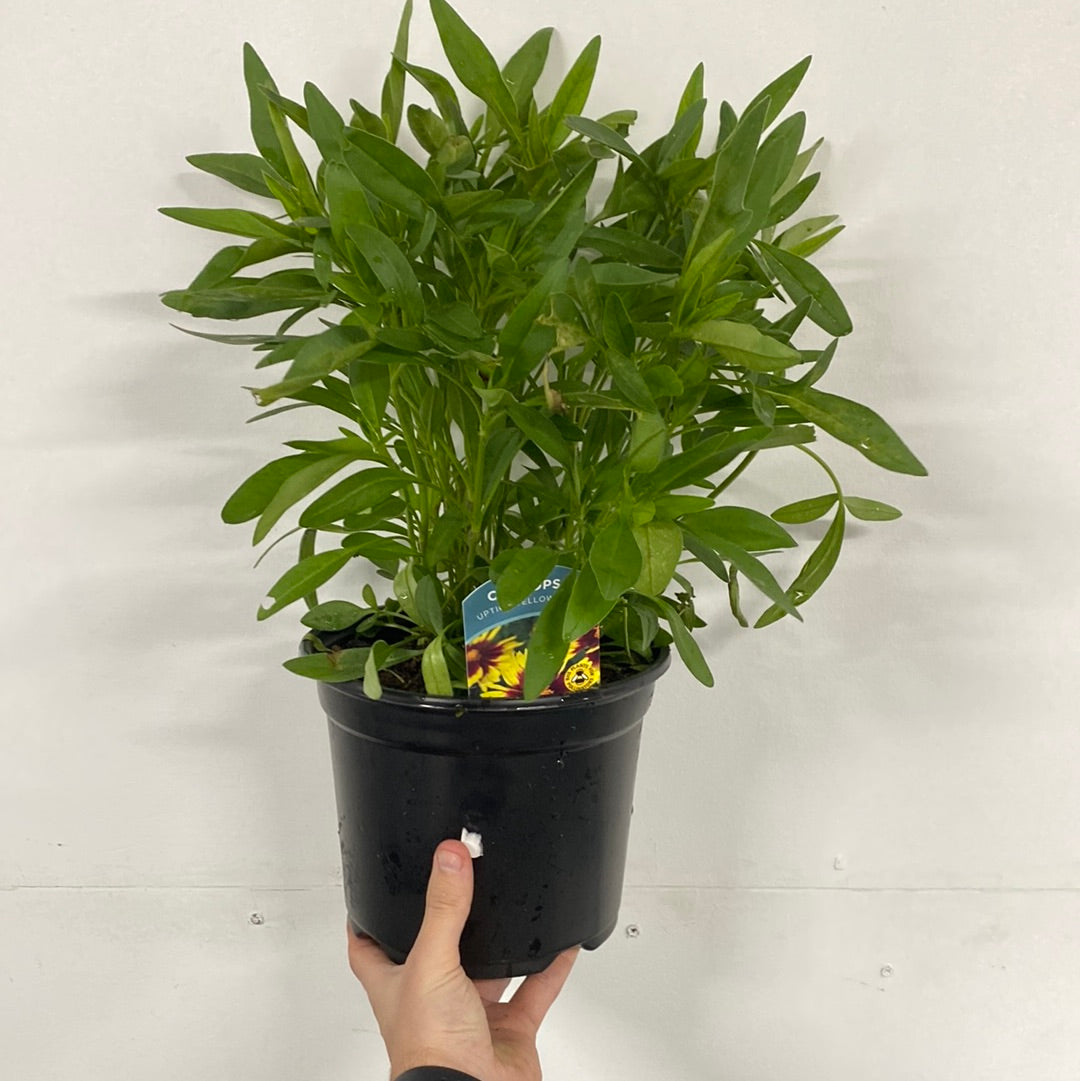 Coreopsis - Uptick Yellow and Red 3L