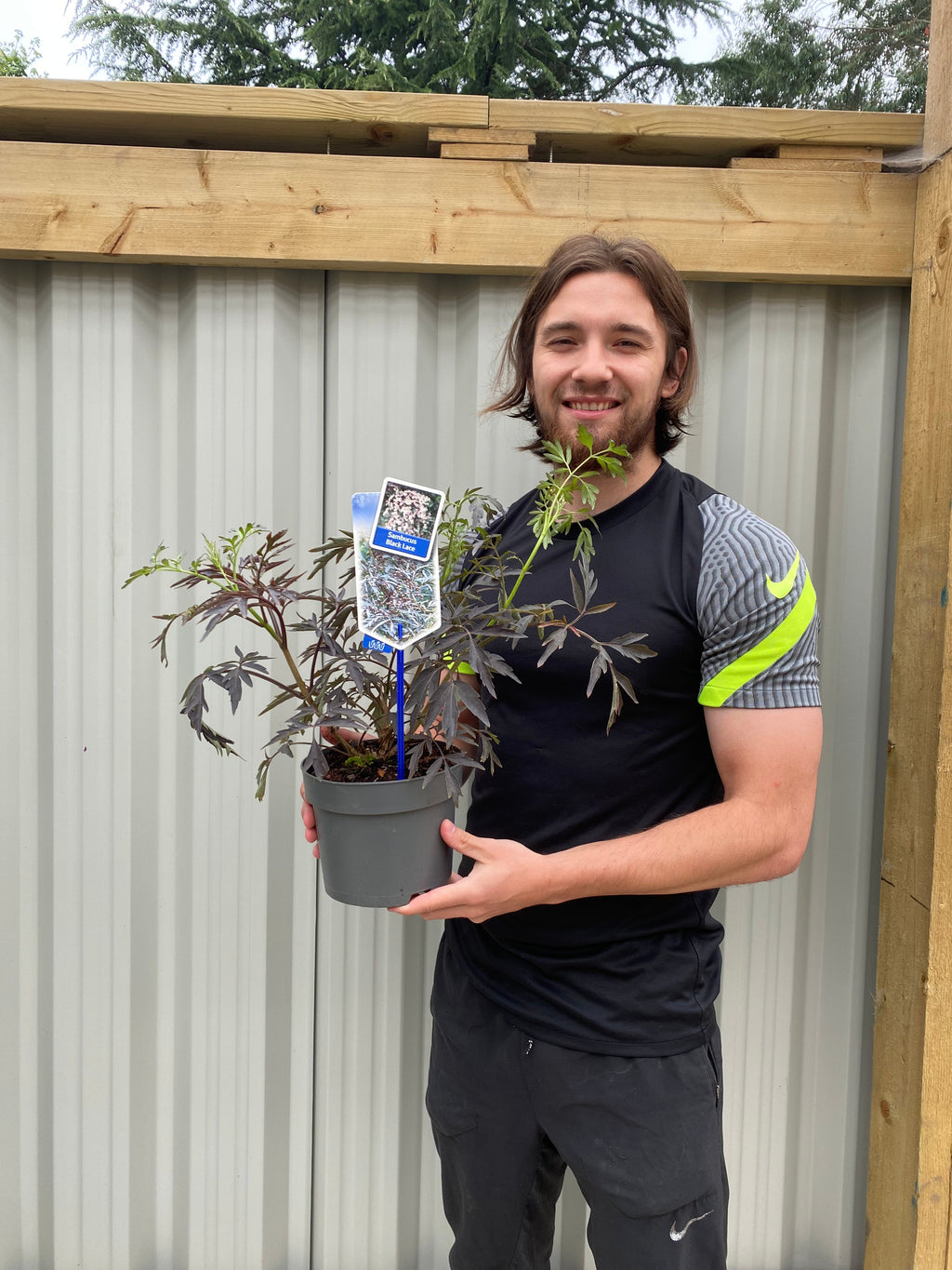 Sambucus nygra 'Black Lace' 9cm / 2L