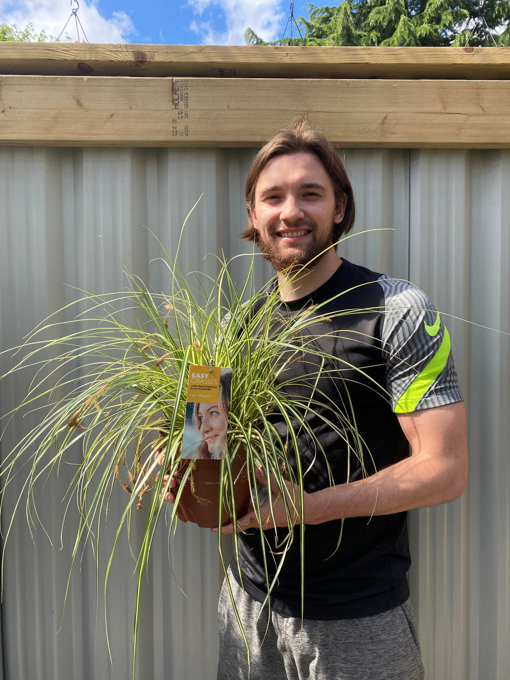 Carex Grass Oshimensis -  'Evergold' 2L