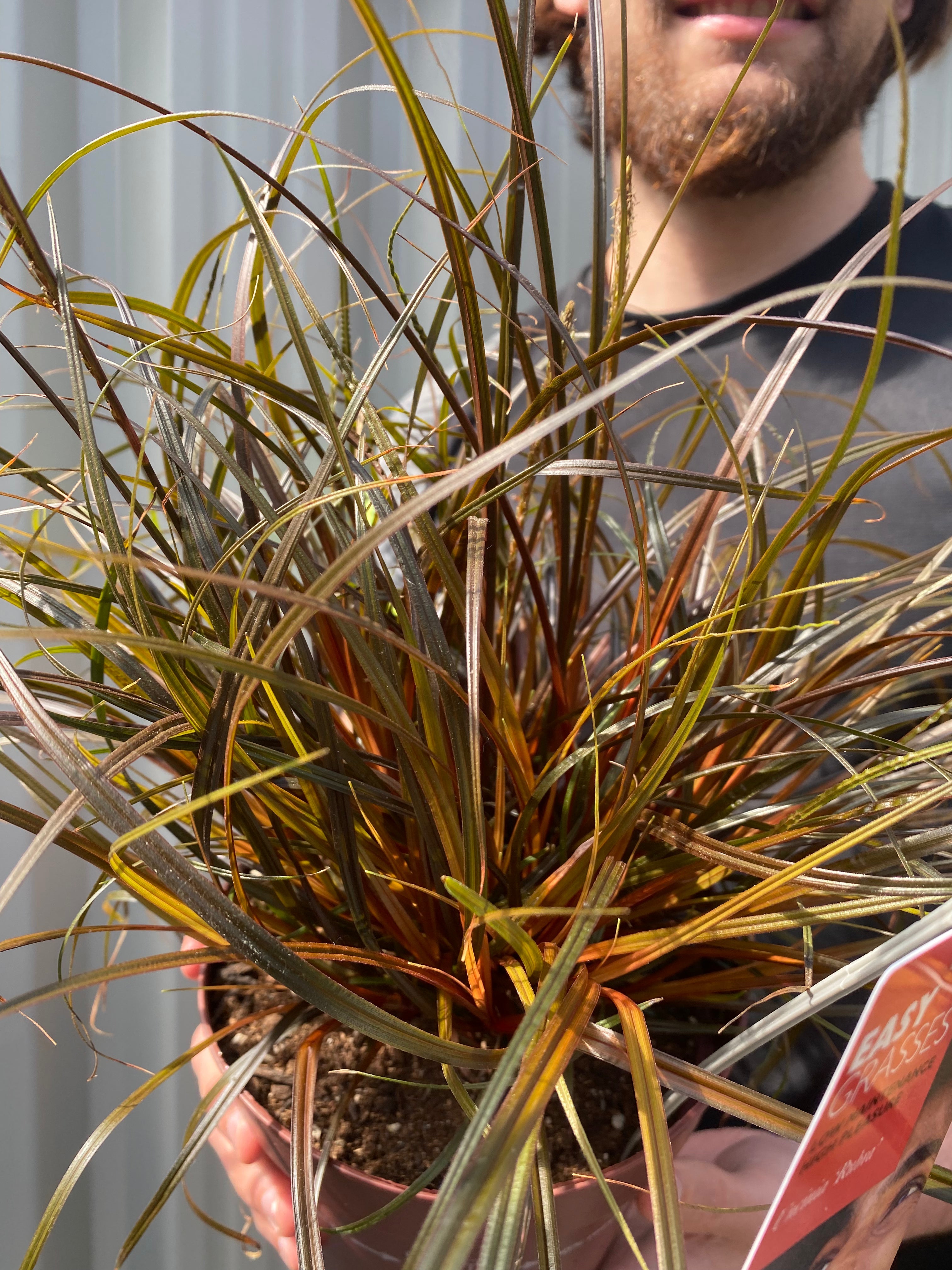Uncinia 'Rubra' Ornamental Grass 3L