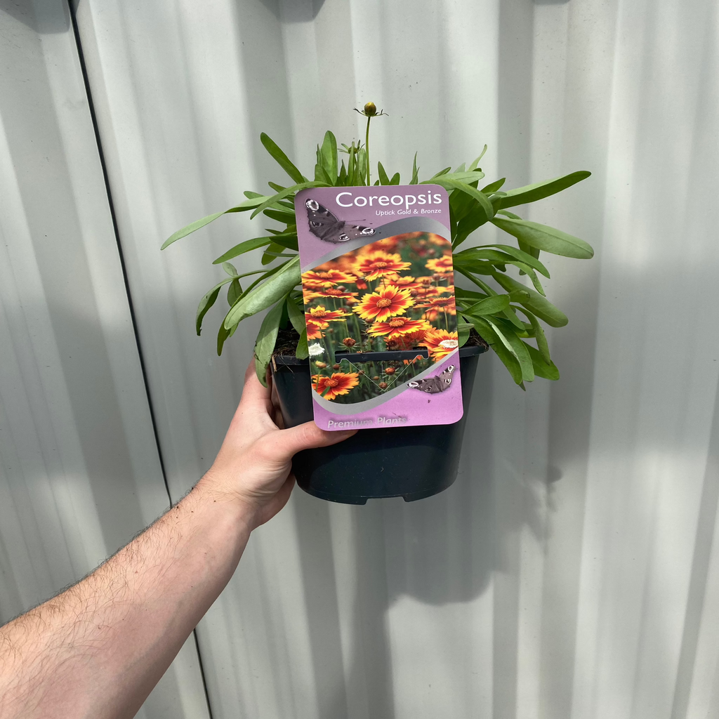 Coreopsis  'Uptick Gold and Bronze' 9cm/2L