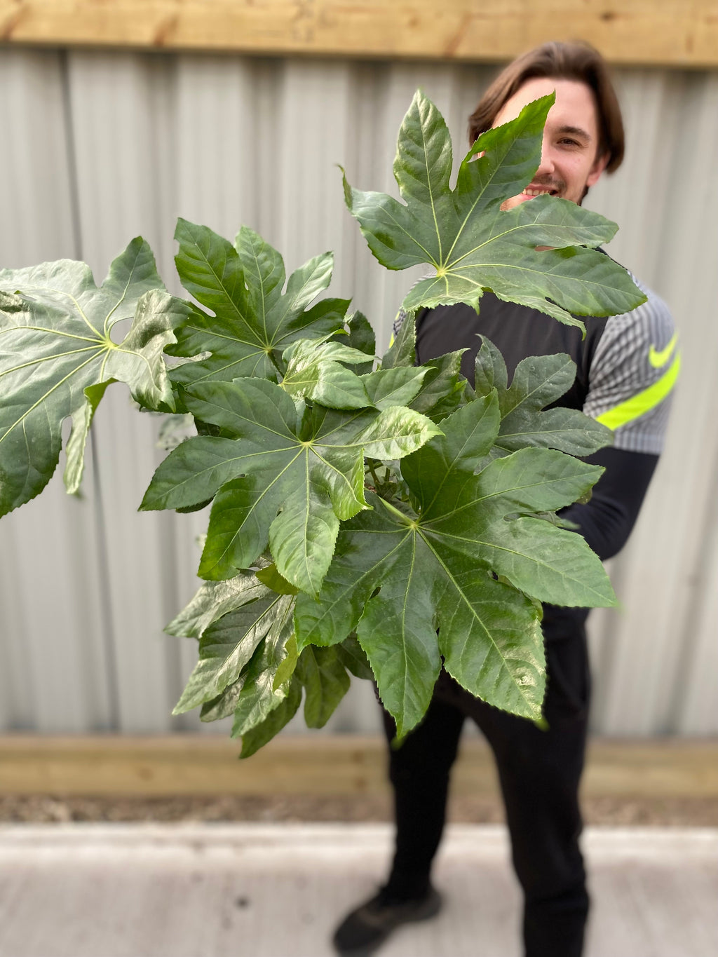 Fatsia japonica 70-80cm (3L)