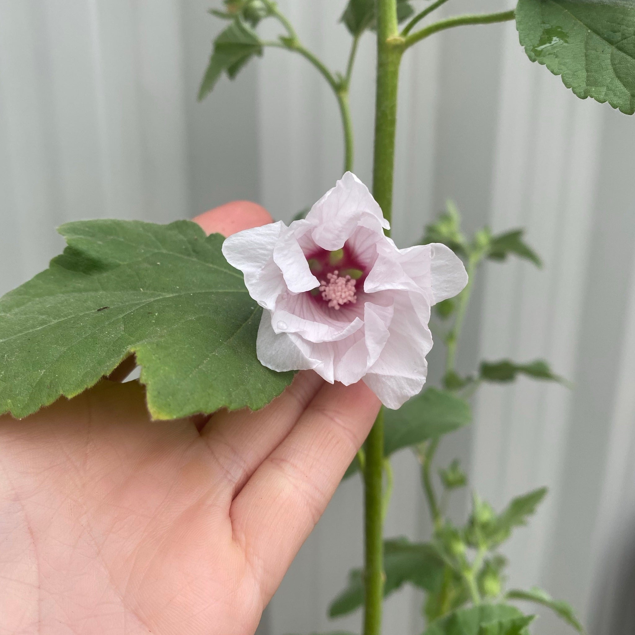 Lavatera 'Blushing Bride' 2L