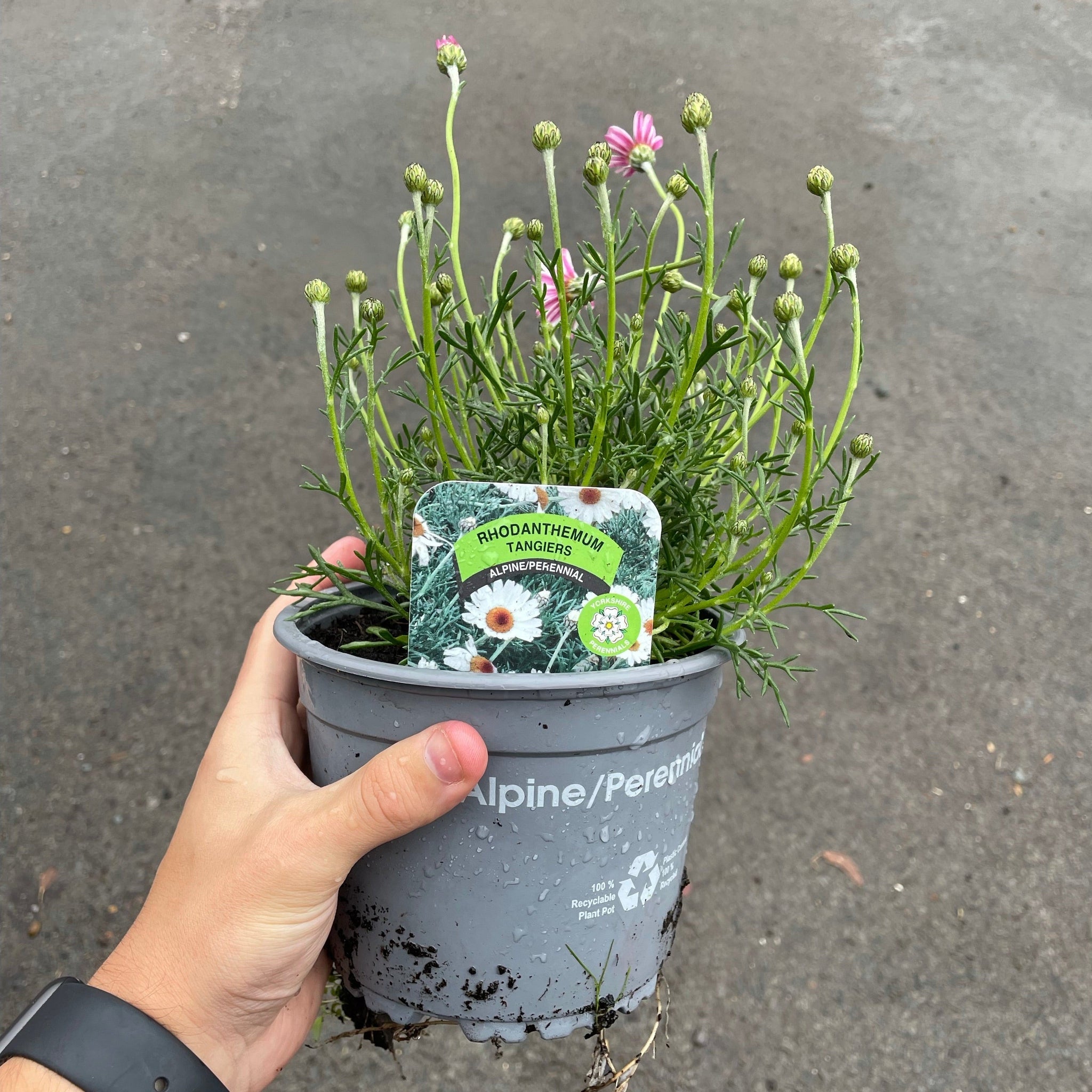 Rhodanthemum - Tangiers 1.5L