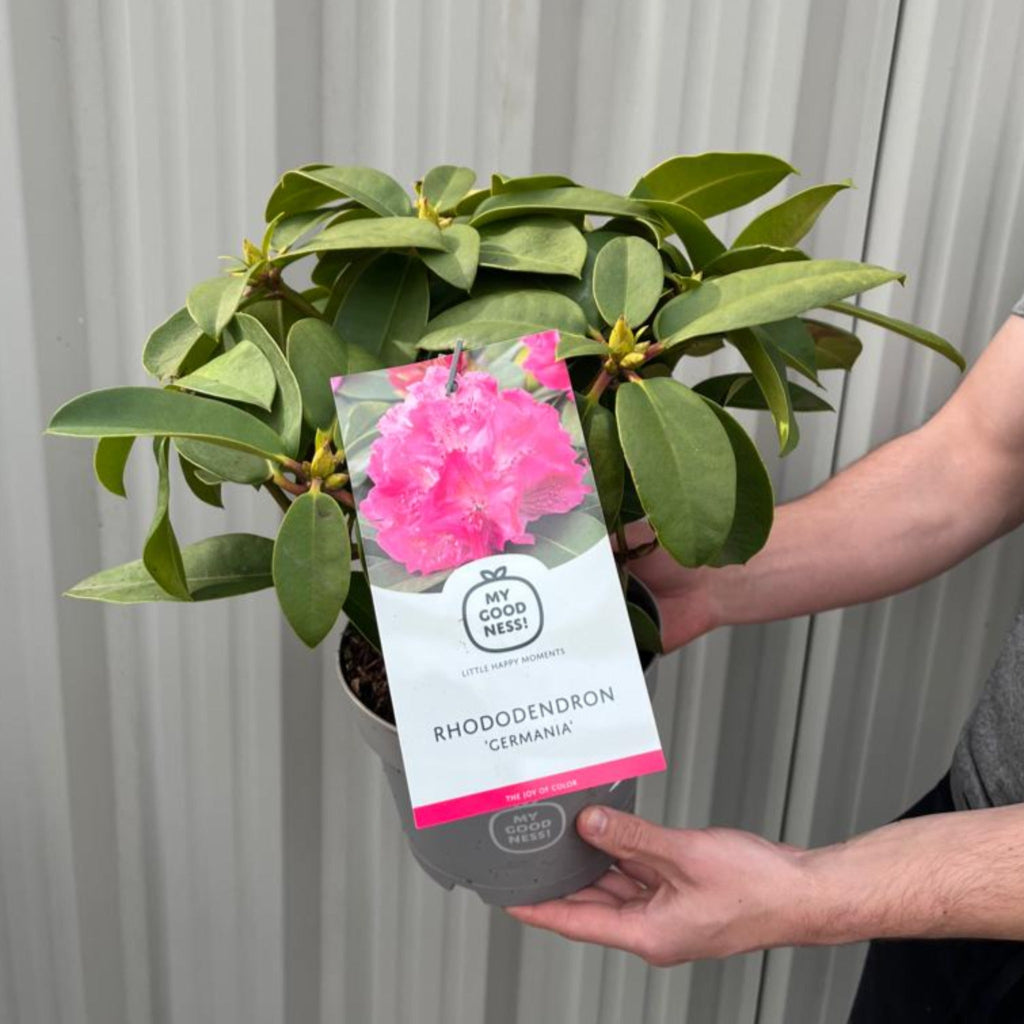 Rhododendron 'Germania' 2L /5L
