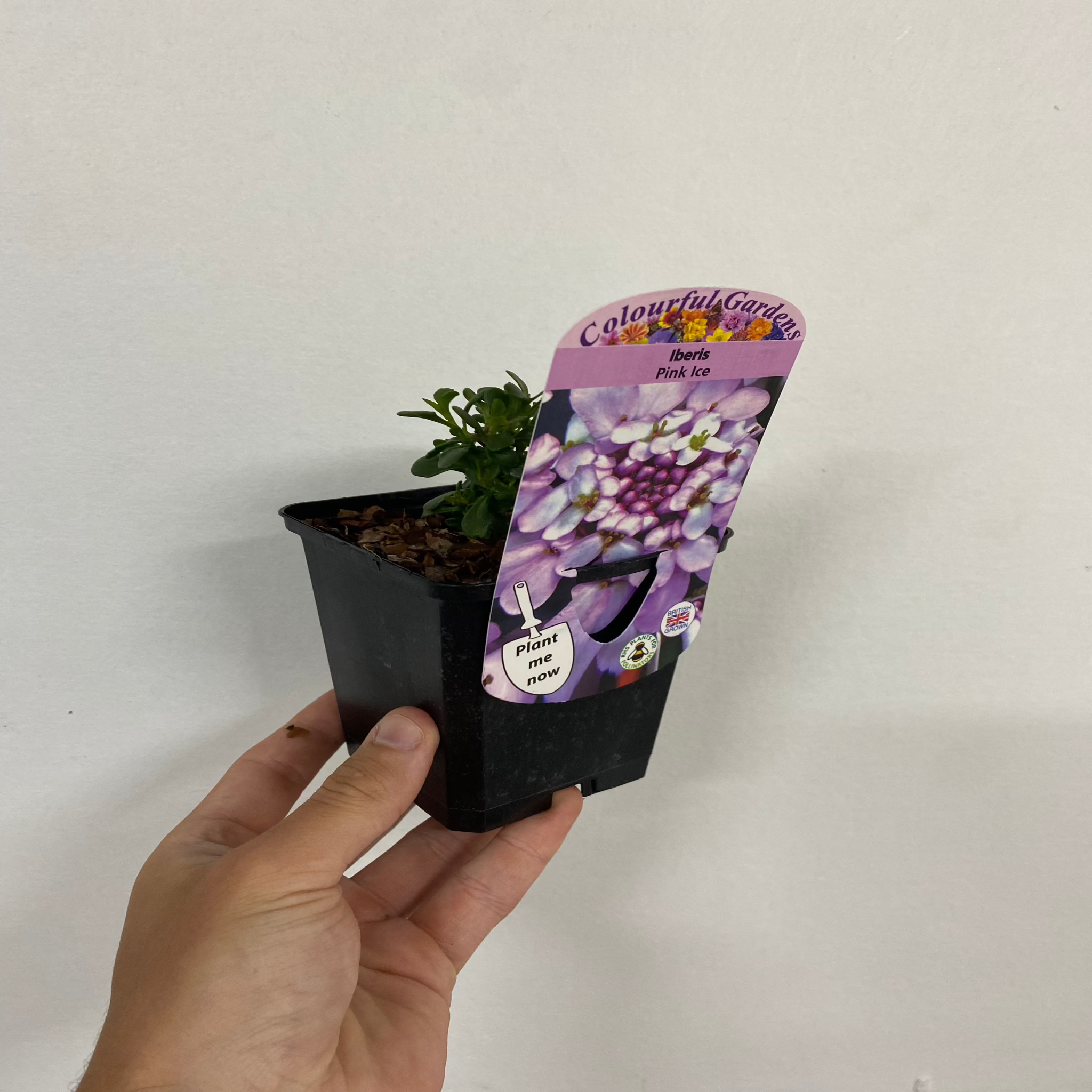 Iberis 'Pink Ice' 9cm / 2L